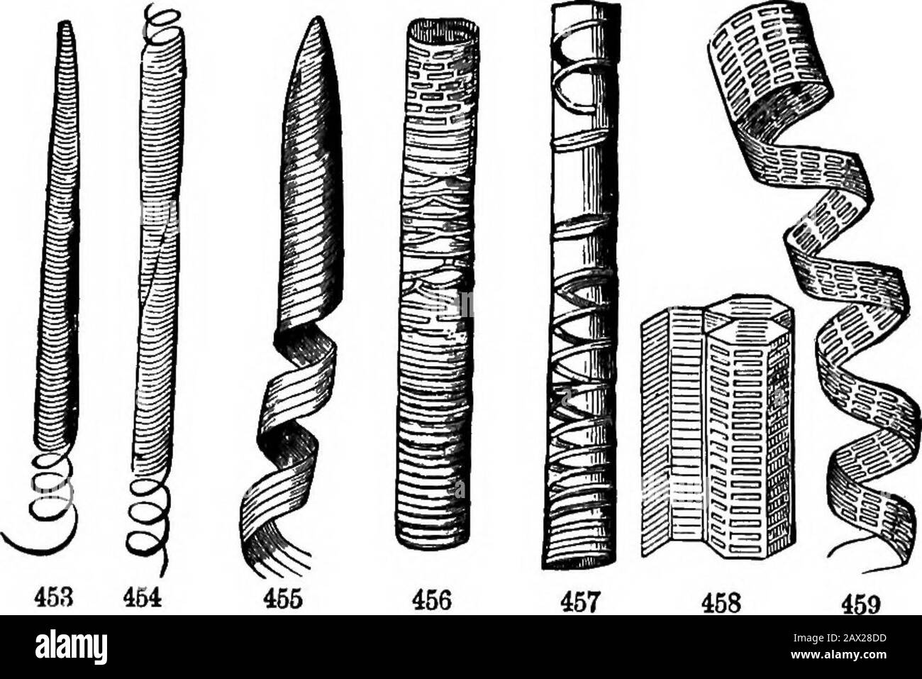 Die Elemente der Botanik für Anfänger und für Schulen . ABSCHNITT 16.] ANATOMISCHE STRUKTUR. 135 Lavieren quer längliche dünne Stellen, parallel zueinander, givinga leiterähnliches Aussehen, woher der Name kommt. Ringförmige Kanäle (Abb. 457) sind mit Querlinien oder Ringen gekennzeichnet, die verdickte Teile der Zellwand sind. Spiralkanäle oder Gefäße (Schwein. 453-455) haben dünne Wände, verstärkt durch eine Spiralfaser haftendes Witliin. Das ist so heikel und so stark wie SpideiwNetz: Wenn es durch Auseinanderziehen nicht verspottet wird, reißt es auf und vernichtet die Zellwand. Die ungewickelten Fäden werden durch vorsichtiges Auseinanderziehen seeniert Stockfoto