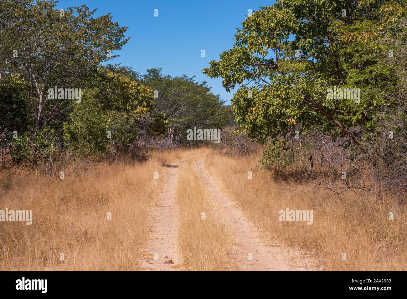 Safari-Straßen durch den Hwange National Park in Simbabwe Stockfoto