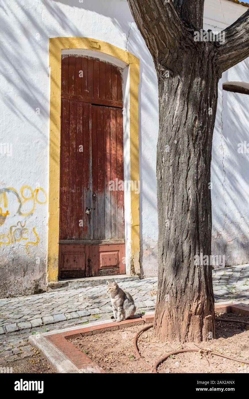 Katze mit Baum und Tür, Silves, Algarve, Portugal Stockfoto