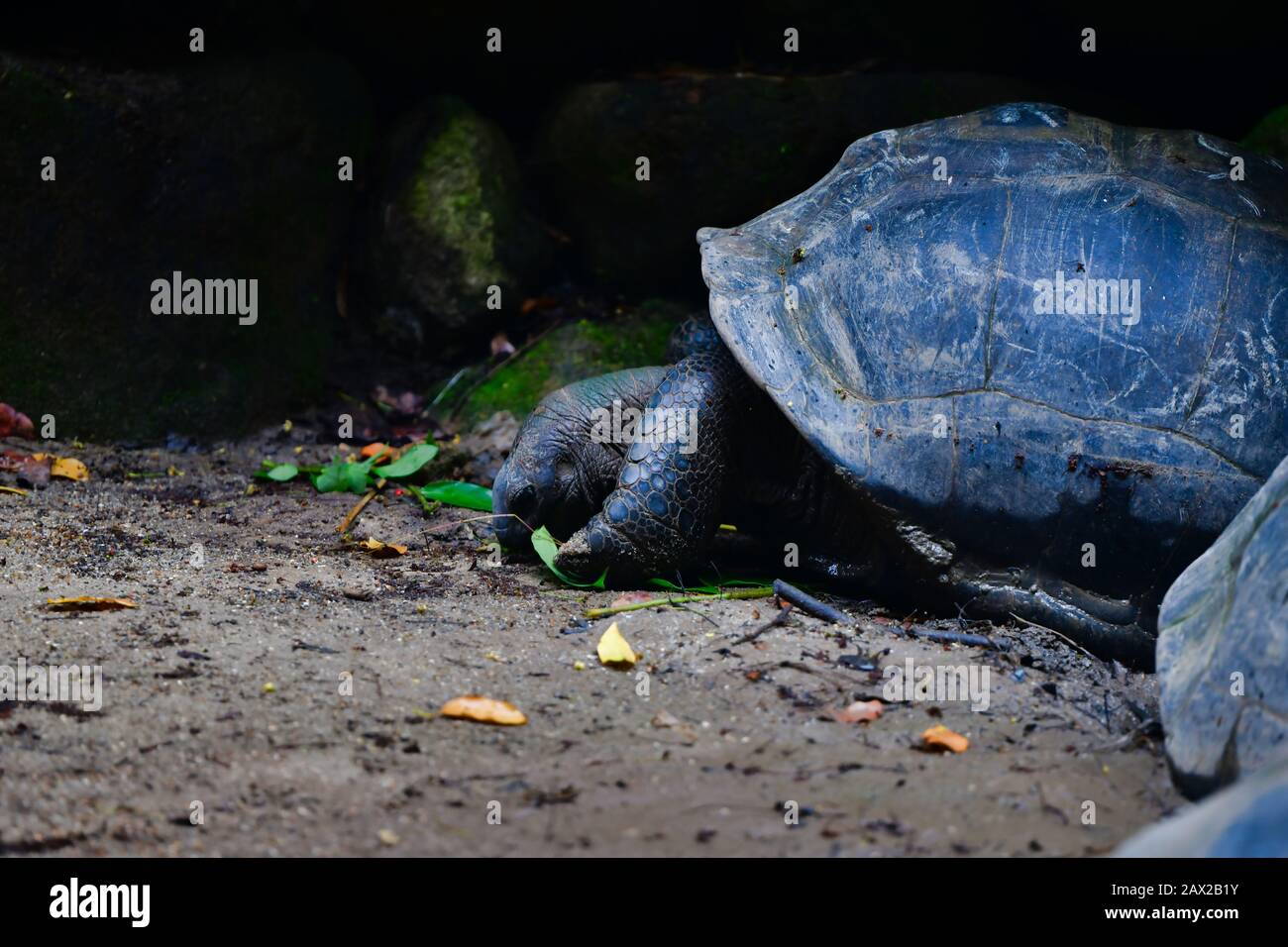 Aldabra-Riesenschildkröten (Aldabrachelys gigantea), Mahe Island, Seychellen. Stockfoto