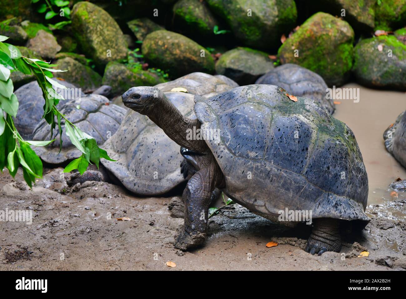 Aldabra-Riesenschildkröten (Aldabrachelys gigantea), Mahe Island, Seychellen. Stockfoto