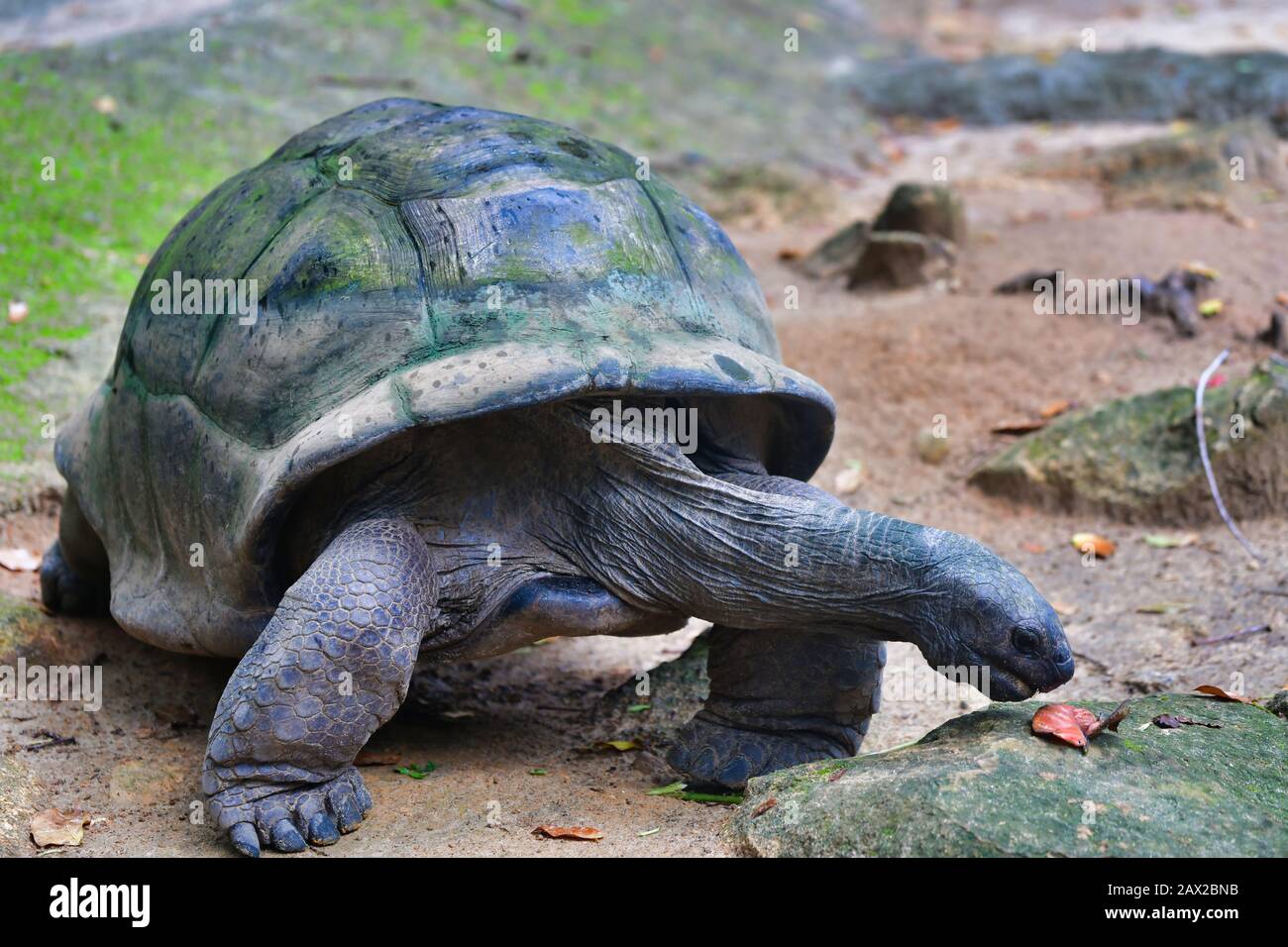Aldabra-Riesenschildkröten (Aldabrachelys gigantea), Mahe Island, Seychellen. Stockfoto