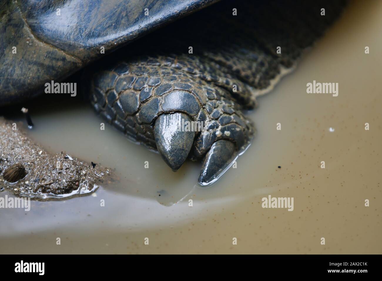 Aldabra-Riesenschildkröten (Aldabrachelys gigantea), Mahe Island, Seychellen. Stockfoto