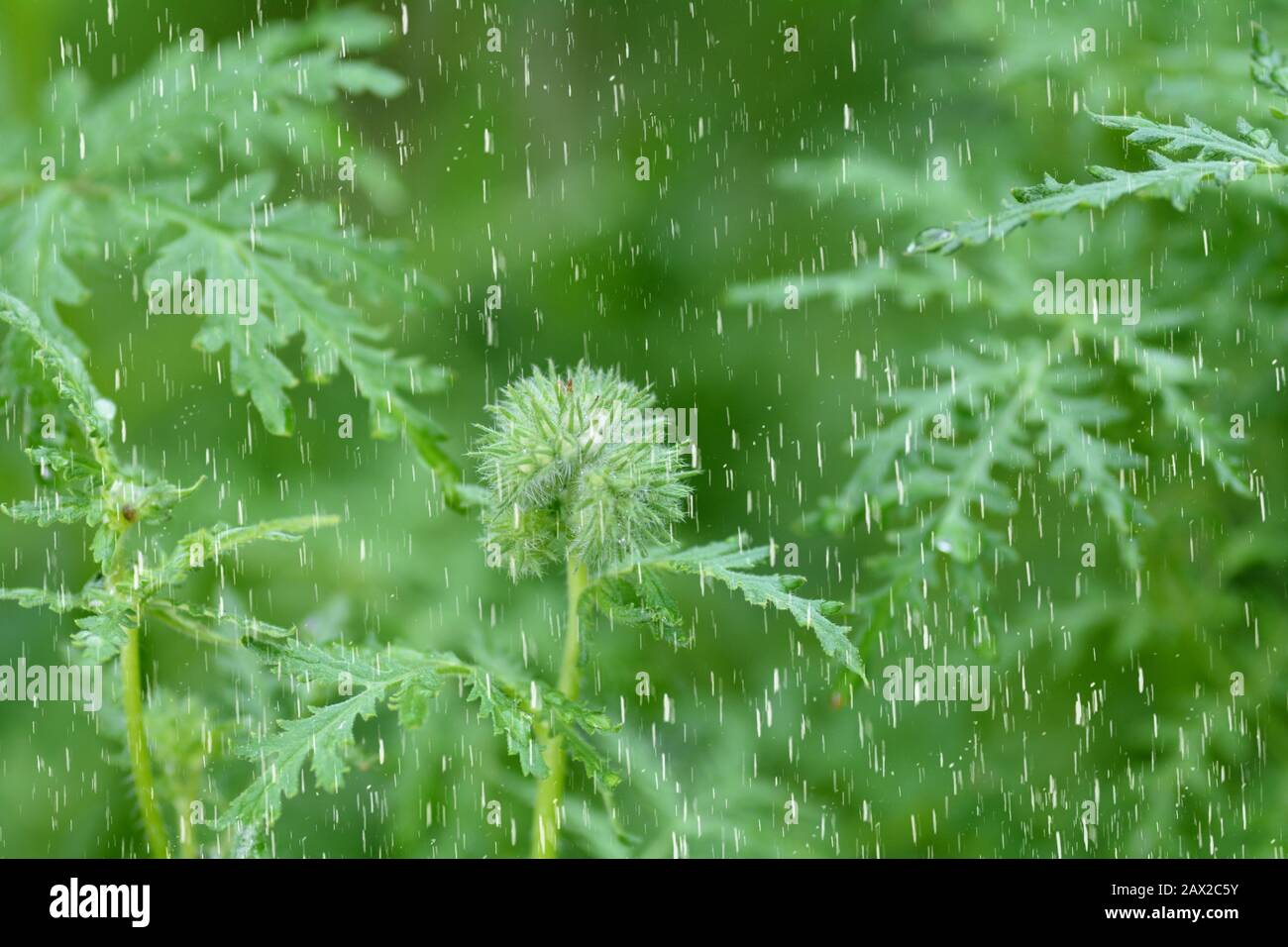 Grüne Pflanzen im Regen in grüner Natur Stockfoto