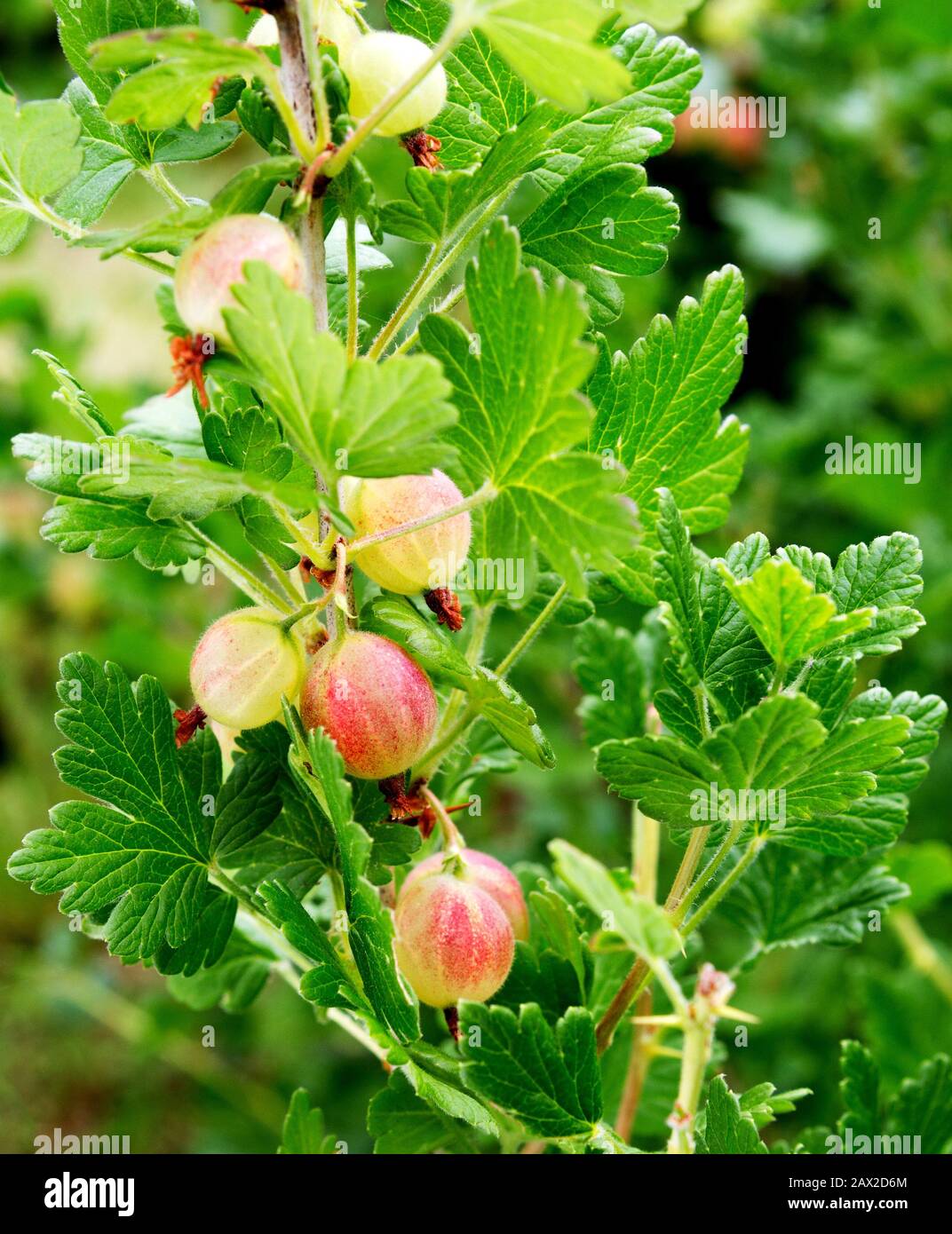 Stachelbeeren zweigen mit Früchten. Gänselbeerenbusch Ribes uva-crispa 'Invicta' wächst in einem russischen Garten. Frische Stachelbeeren auf einer Filiale. Stockfoto