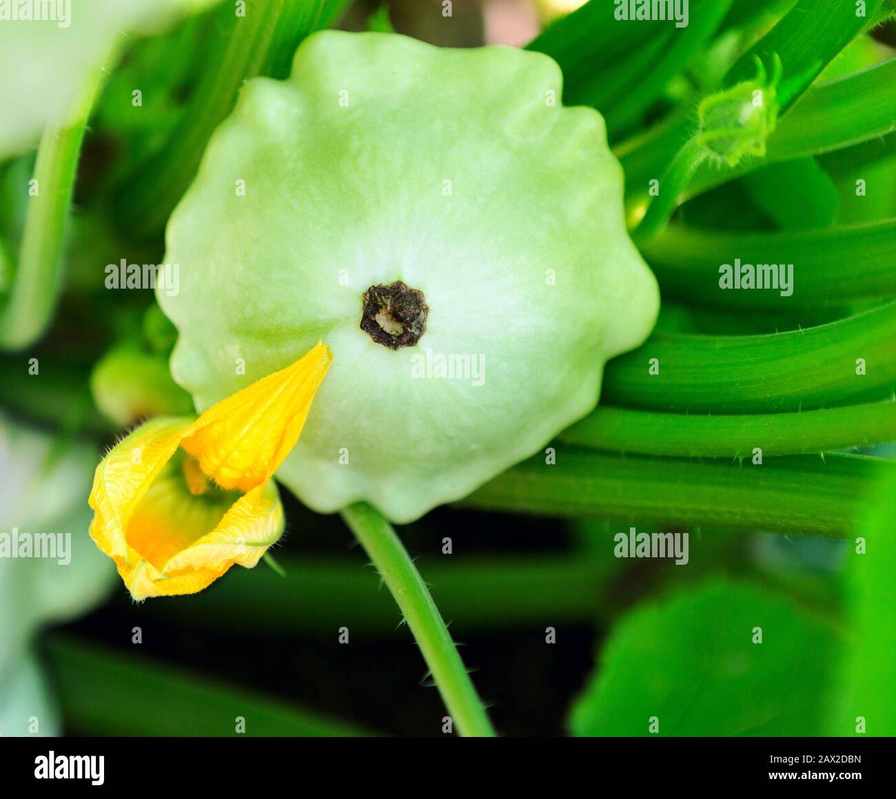 Pattypan Squash-Anlage. Knopflower mit Knopflower. Grünes Pflanzenmark wächst auf Busch Stockfoto