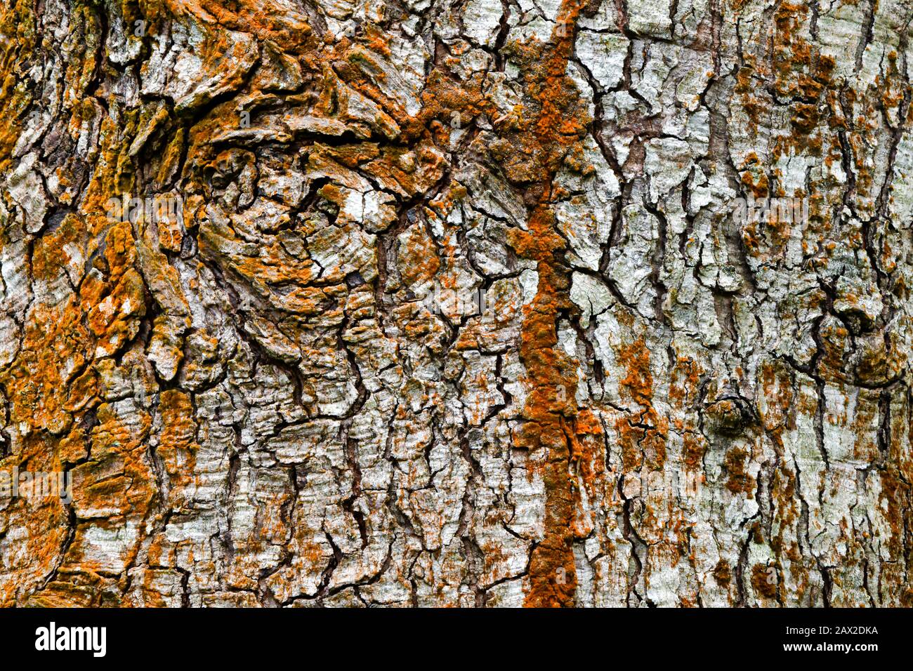 Baumrindentextur voller Farben Stockfoto