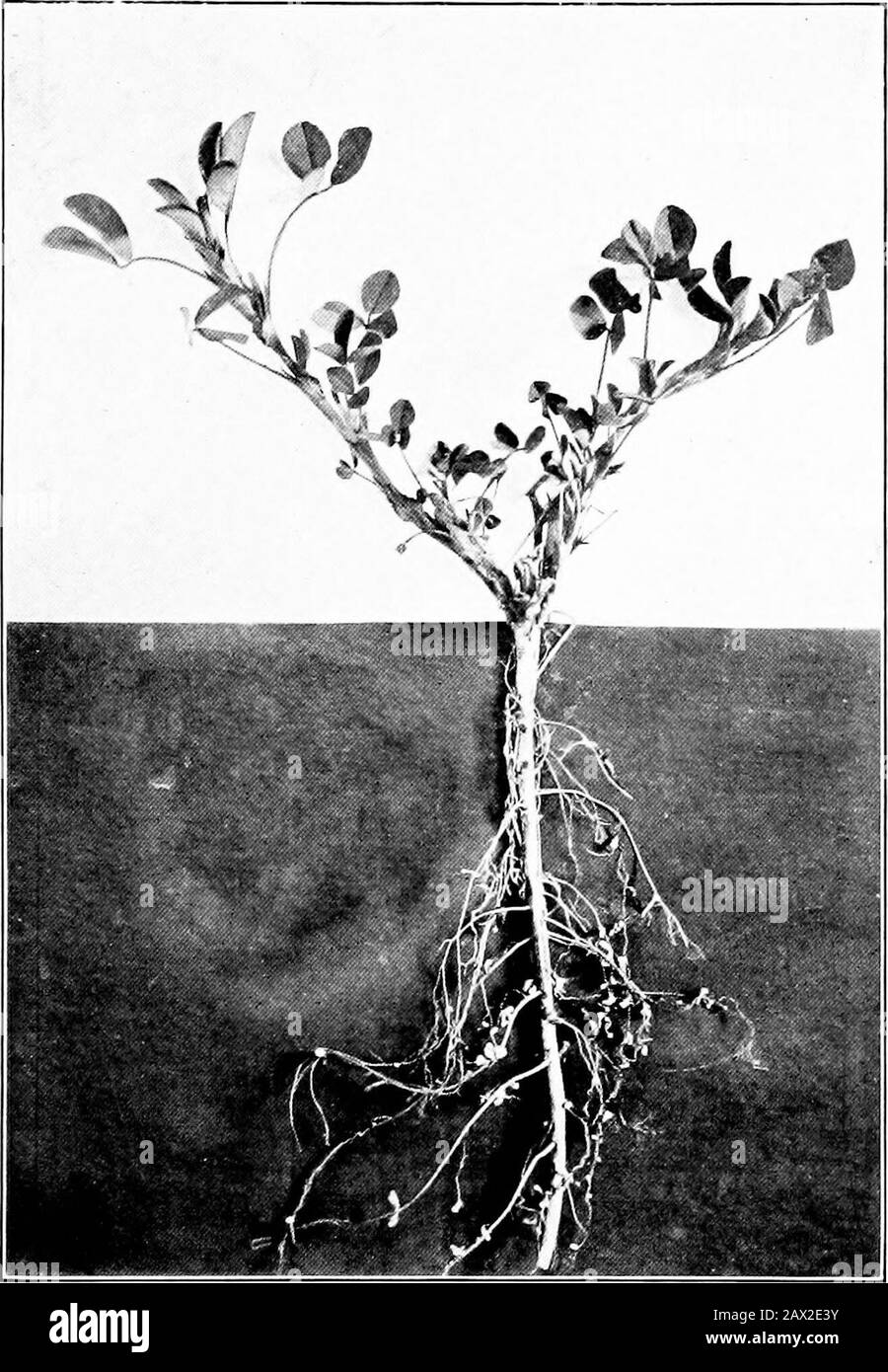 Das Buch Luzerne, Geschichte, Kultivierung und MeritsIts wird als Futter und Dünger verwendet. E Morgen pro Tag. Eine Behörde sagt, dass der beste Plan fünf schwere Pferde - drei in Führung und zwei am Ende des Strahls - ins Ziel führt. Sie können direkt entlang gehen und twoacres am Tag pflügen. Luzerfa-Wurzeln sind sehr hart und stark, wenn die Pflanzen volles Wachstum erreicht haben, und sie geben dem Pflug eine ruckartige Bewegung, die auf den Schultern der Pferde schwer ist.EIN Gussstahlpflug ist am besten zu verwenden und wenn es temperamentvoll ist, kann eine Feile sie einfach schneiden. Sie kann in der Schmiede dünn ausgedünnt werden, wenn sie zu dick wird, um sie fileleicht zu machen. Stockfoto