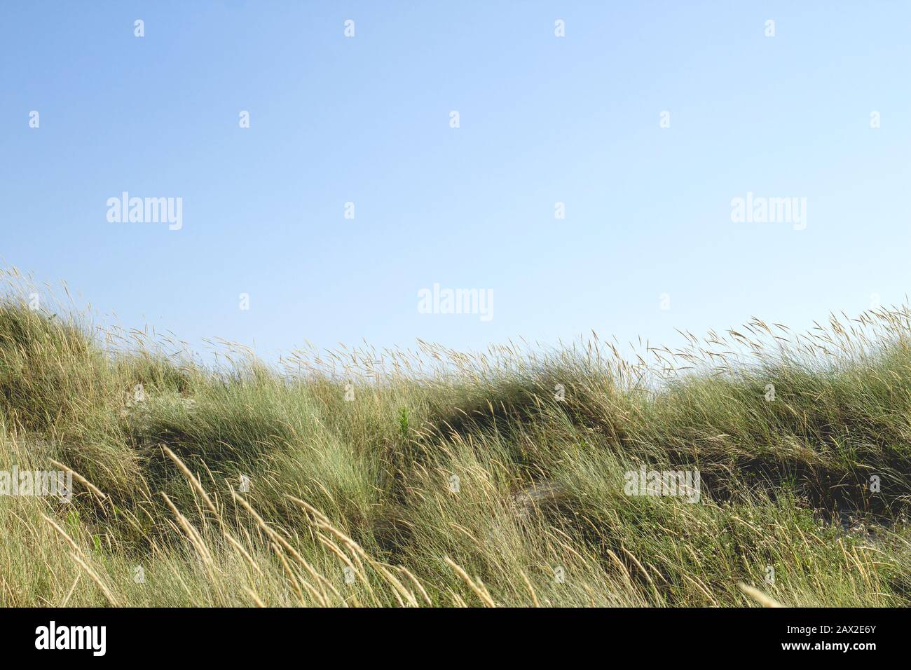 Ammophila arenaria oder europäisches Strandgras in den Dünen, blauer Himmel Stockfoto