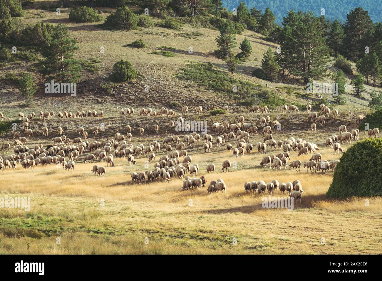 Schafherde weiden an einem Sommernachmittag auf dem Feld. Stockfoto