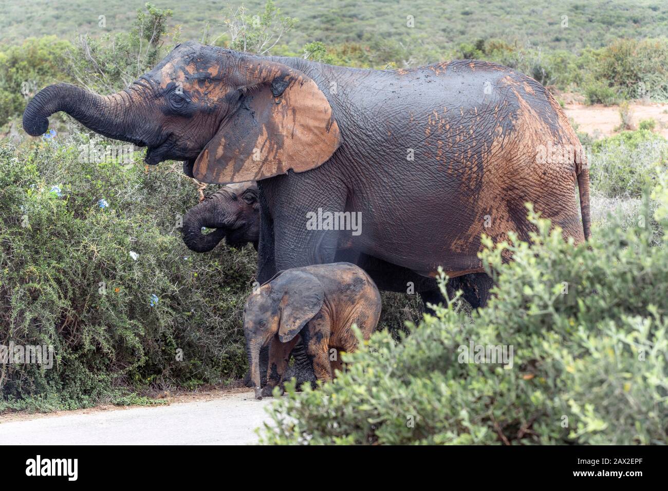 Schlamm spatterte afrikanische Elefantenfamilie, die Blumen pflückte, um von der üppigen Vegetation im Addo Elephant National Park, Eastern Cape, Südafrika zu essen Stockfoto