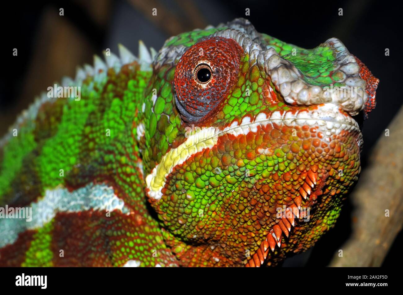 Panther Chamäleon, Pantherchamäleon, Furcifer pardalis, Párduckaméleon Stockfoto