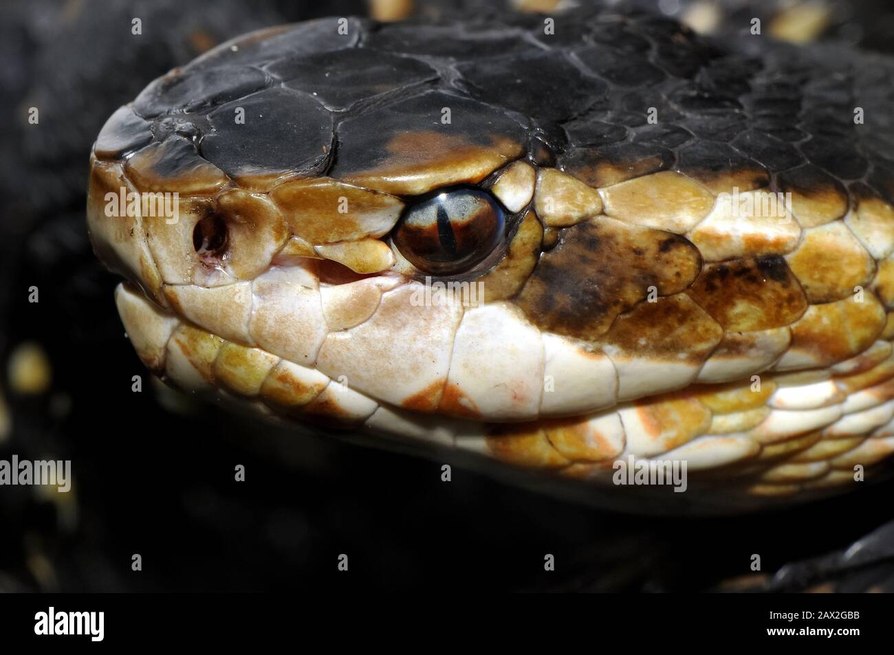 Wassermokassin Stockfotos Und Bilder Kaufen Alamy