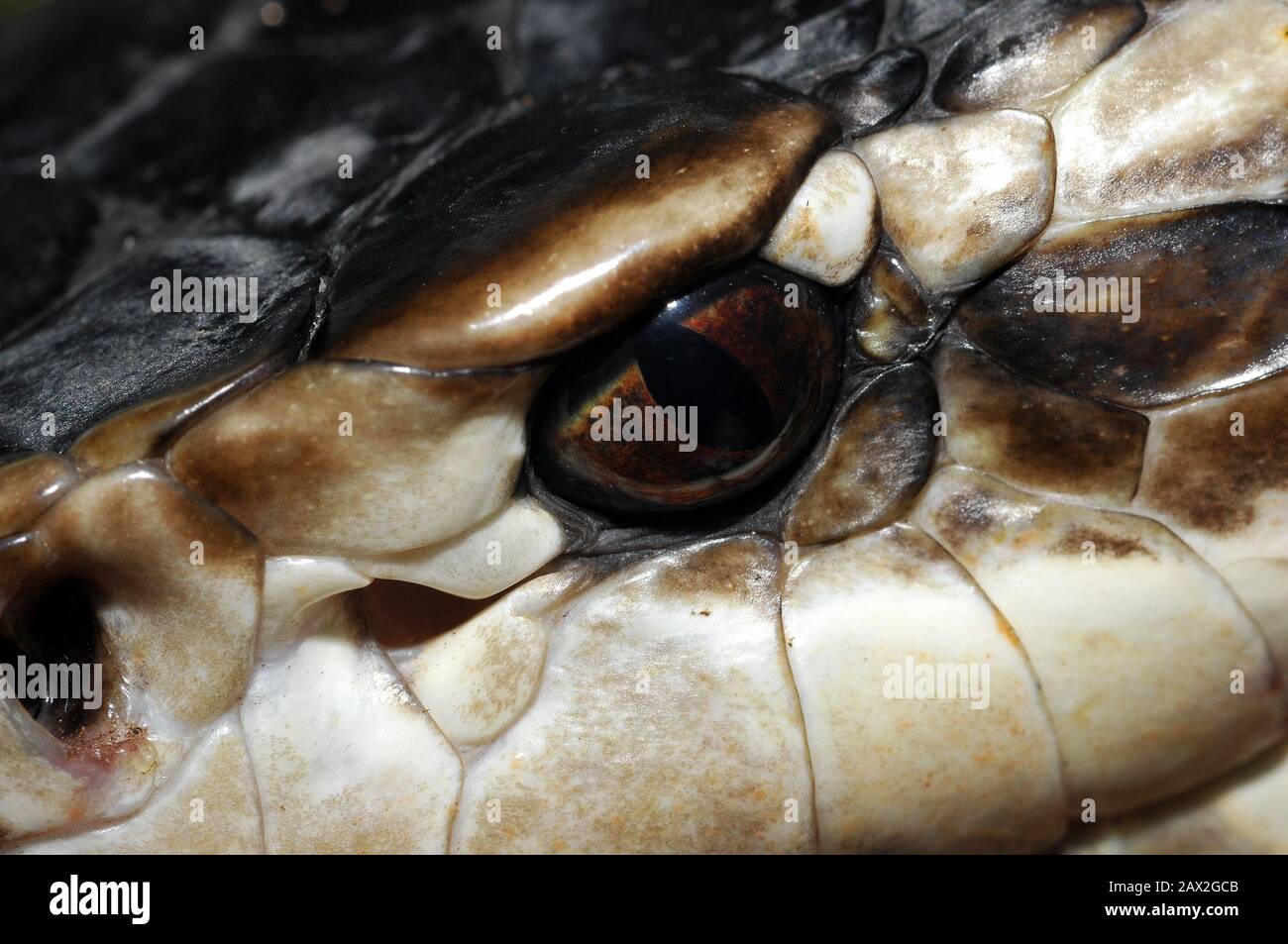 Wassermokassin Stockfotos Und Bilder Kaufen Alamy