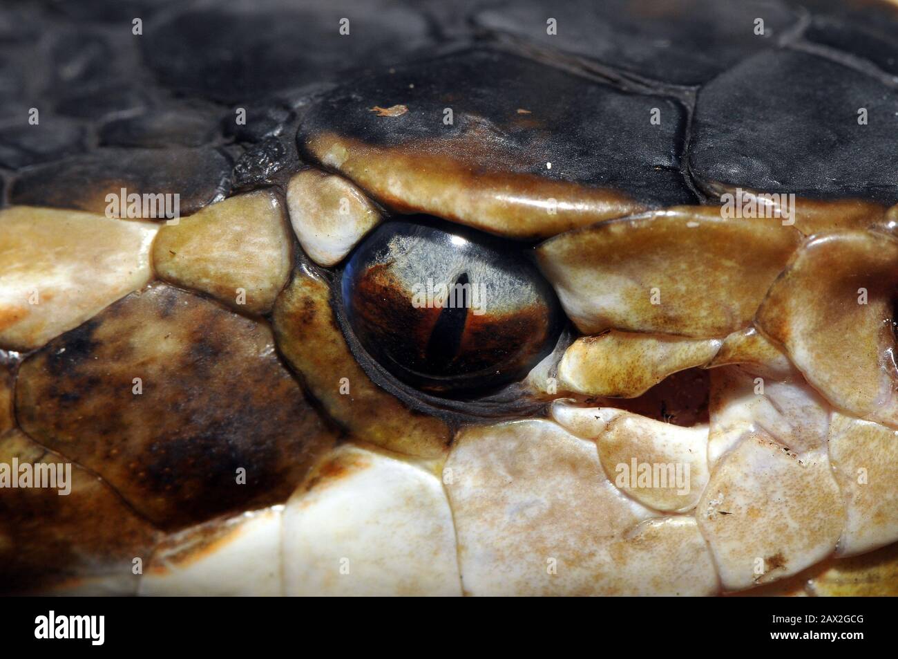 Wassermokassin Stockfotos Und Bilder Kaufen Alamy