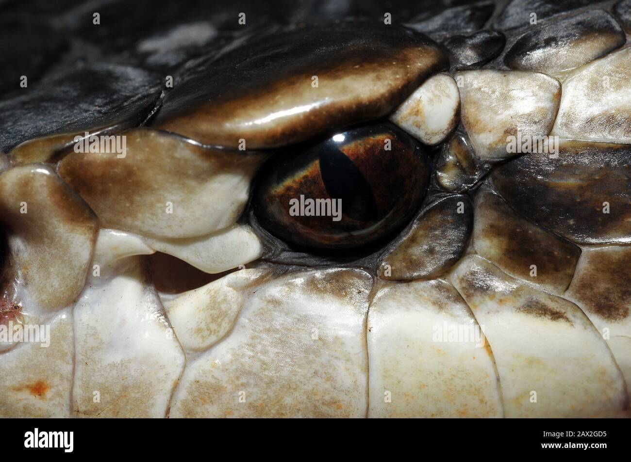 Wassermokassin Stockfotos Und Bilder Kaufen Alamy