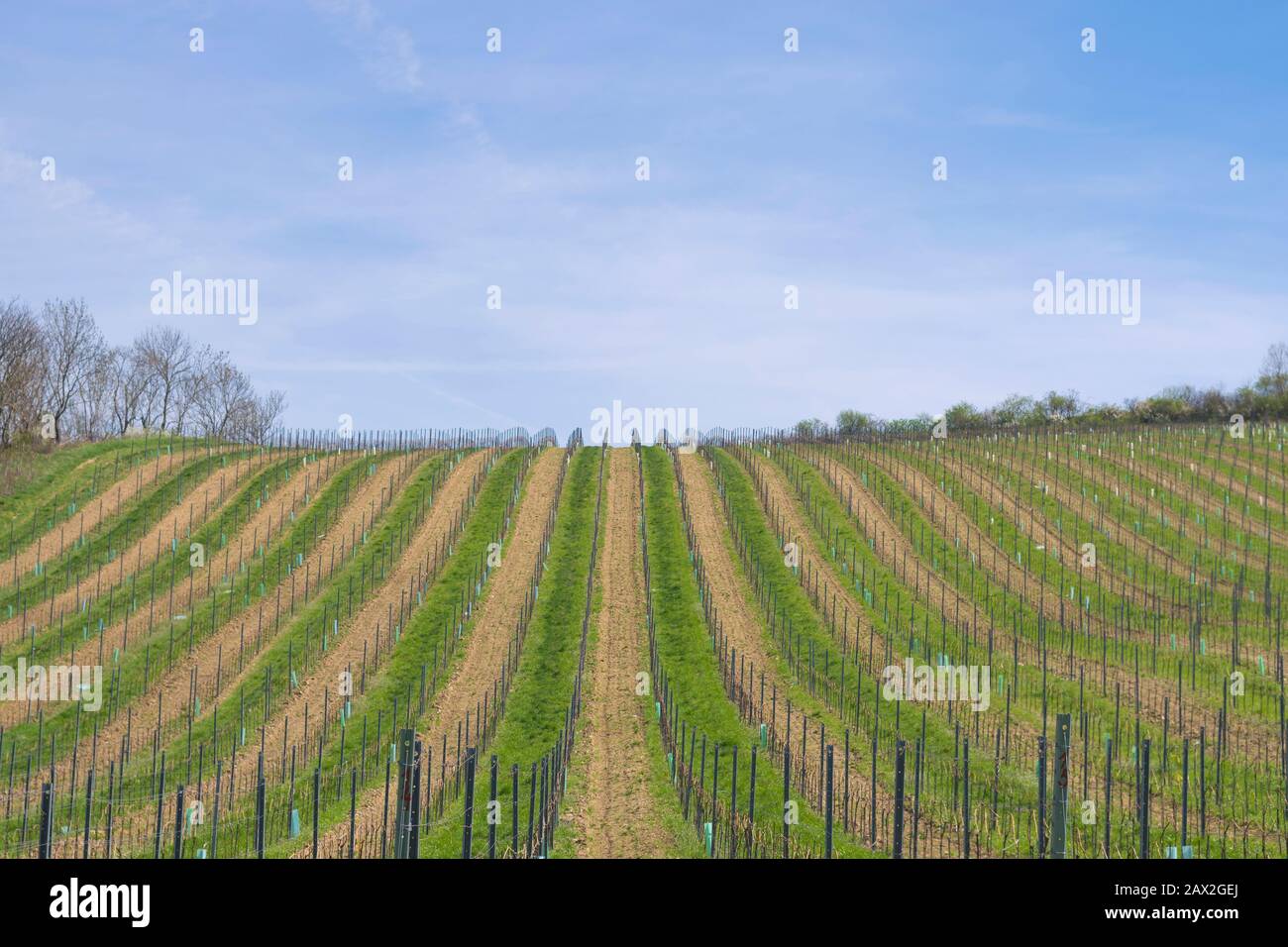 Palava Weinberg Natur Landschaft am frühen Südmähren Frühling in Tschechien. Stockfoto