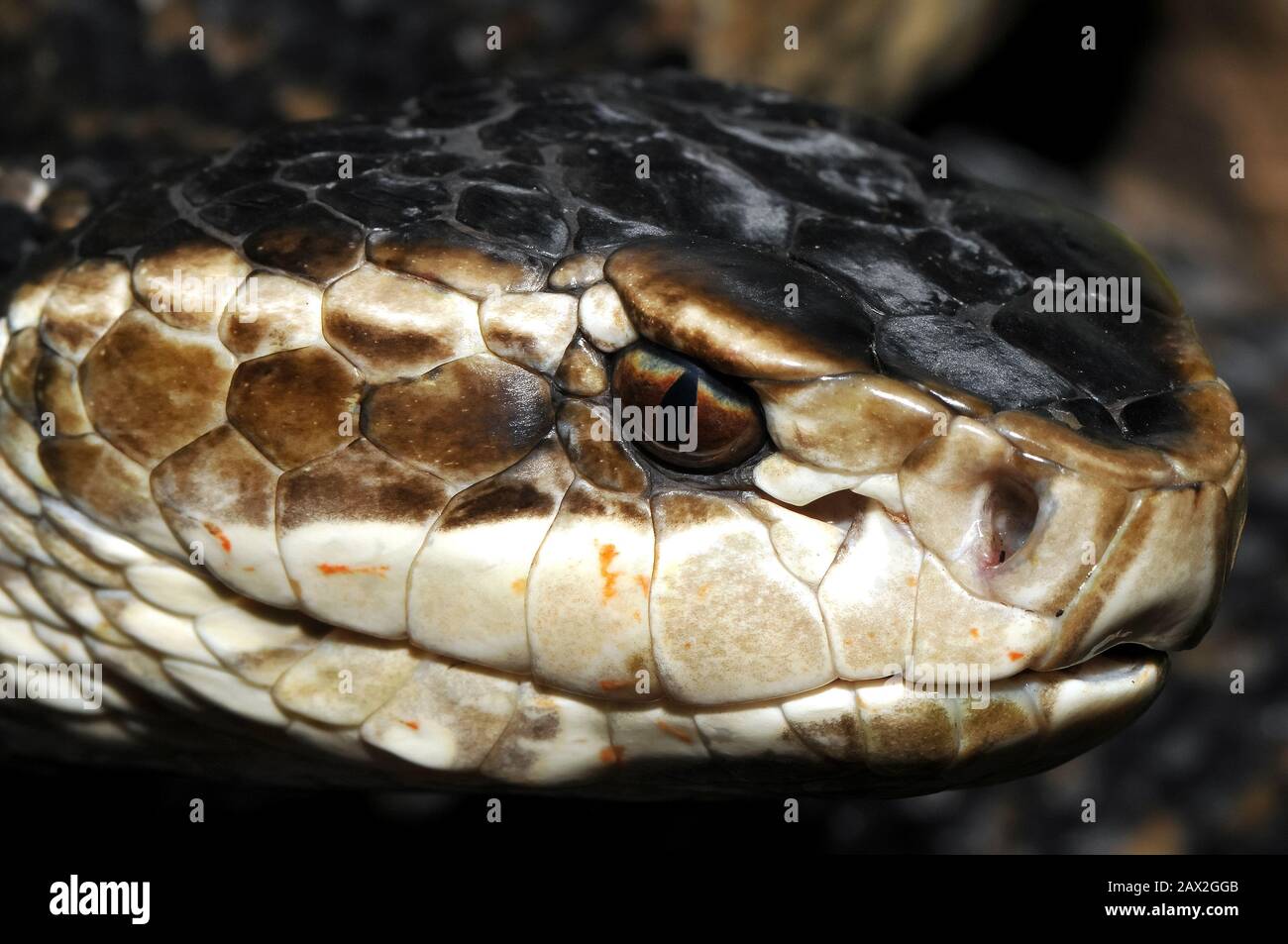 Wassermokassin Stockfotos Und Bilder Kaufen Alamy