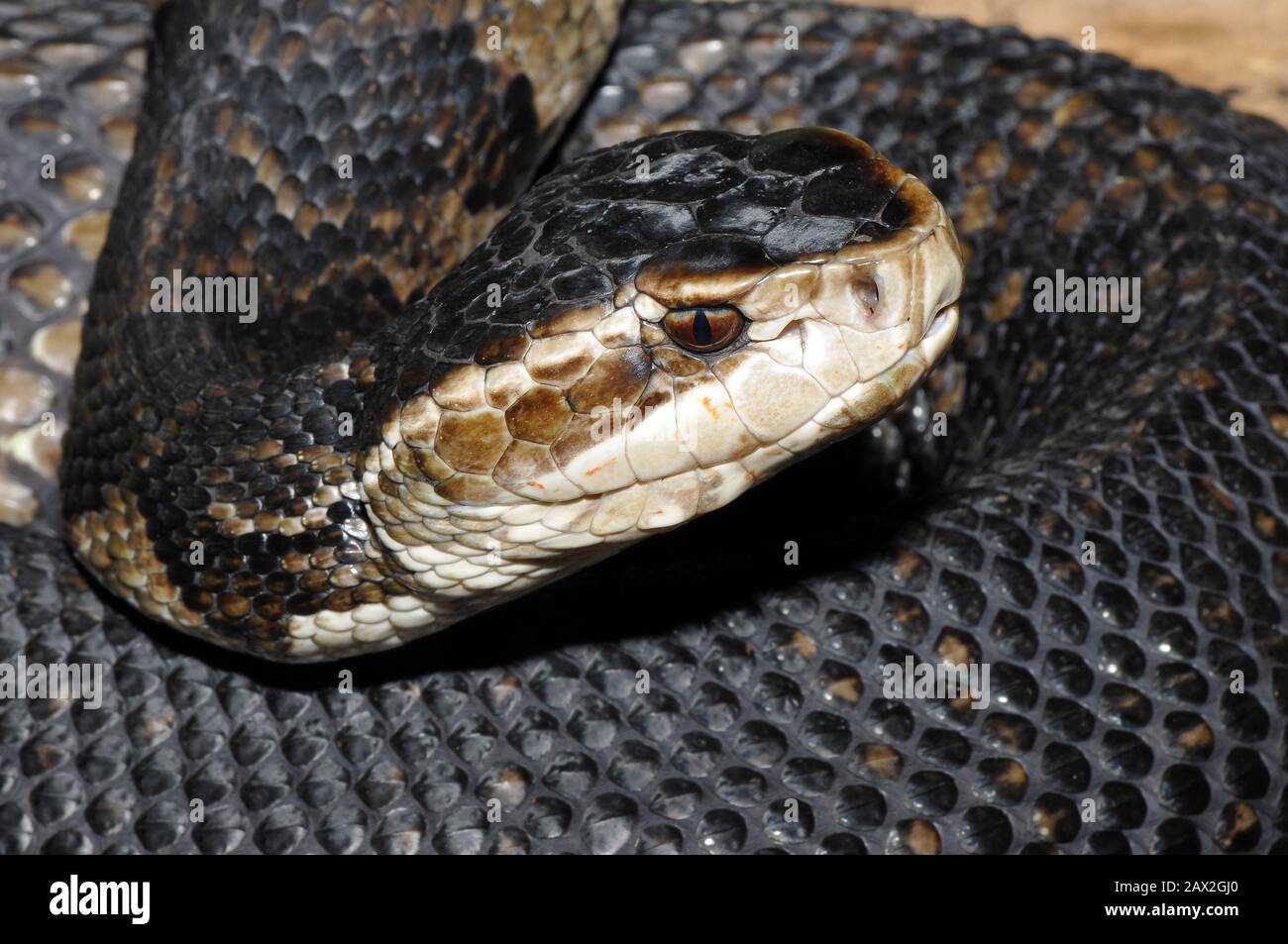 Wassermokassin Stockfotos Und Bilder Kaufen Alamy