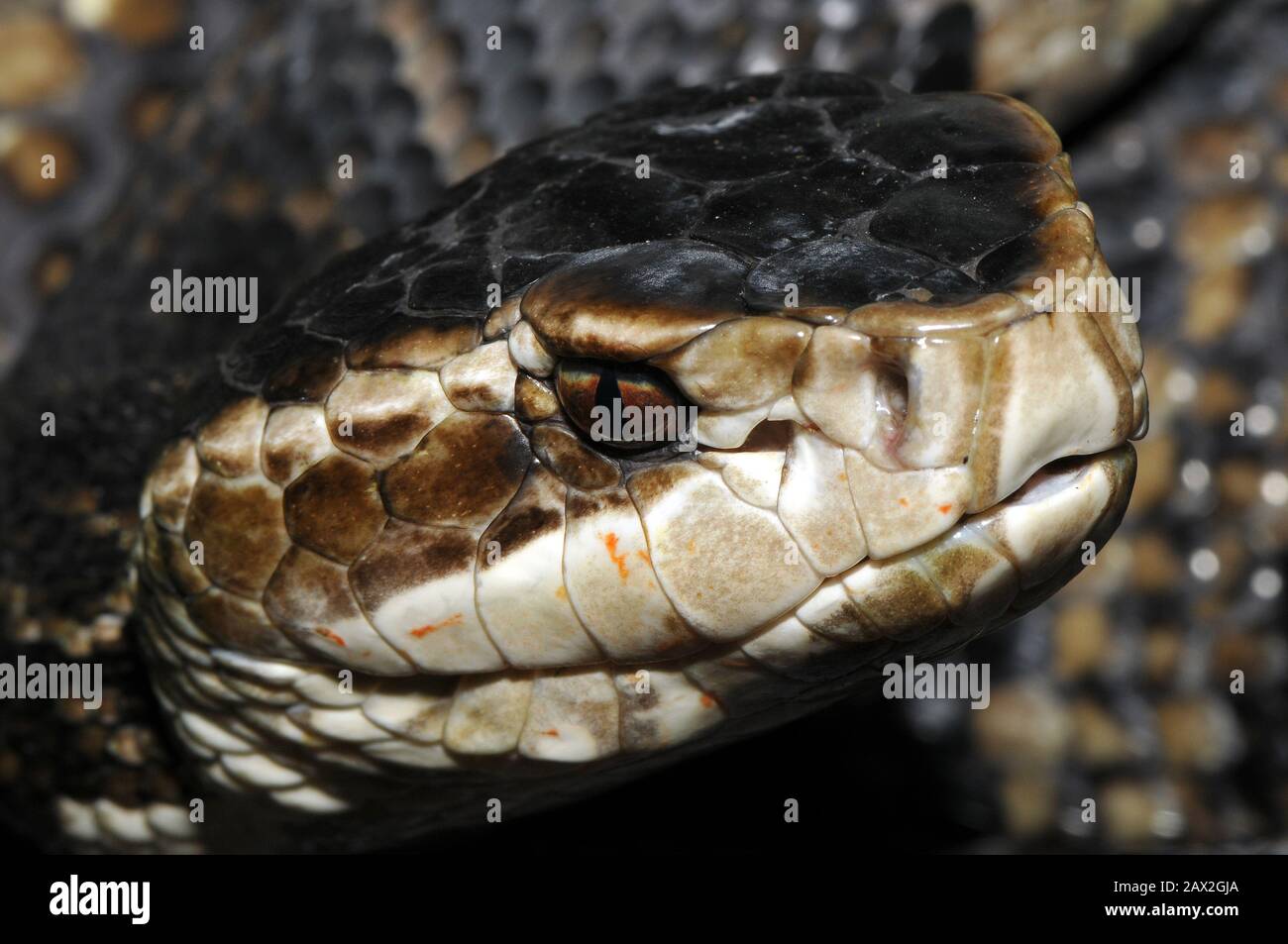 Wassermokassin Sumpf Mokassin Schwarzes Mokassin Baumwollmund Wassermokassinotter Agkistrodon Piscivorus Vizi Mokaszinkigyo Halaszvipera Stockfotografie Alamy
