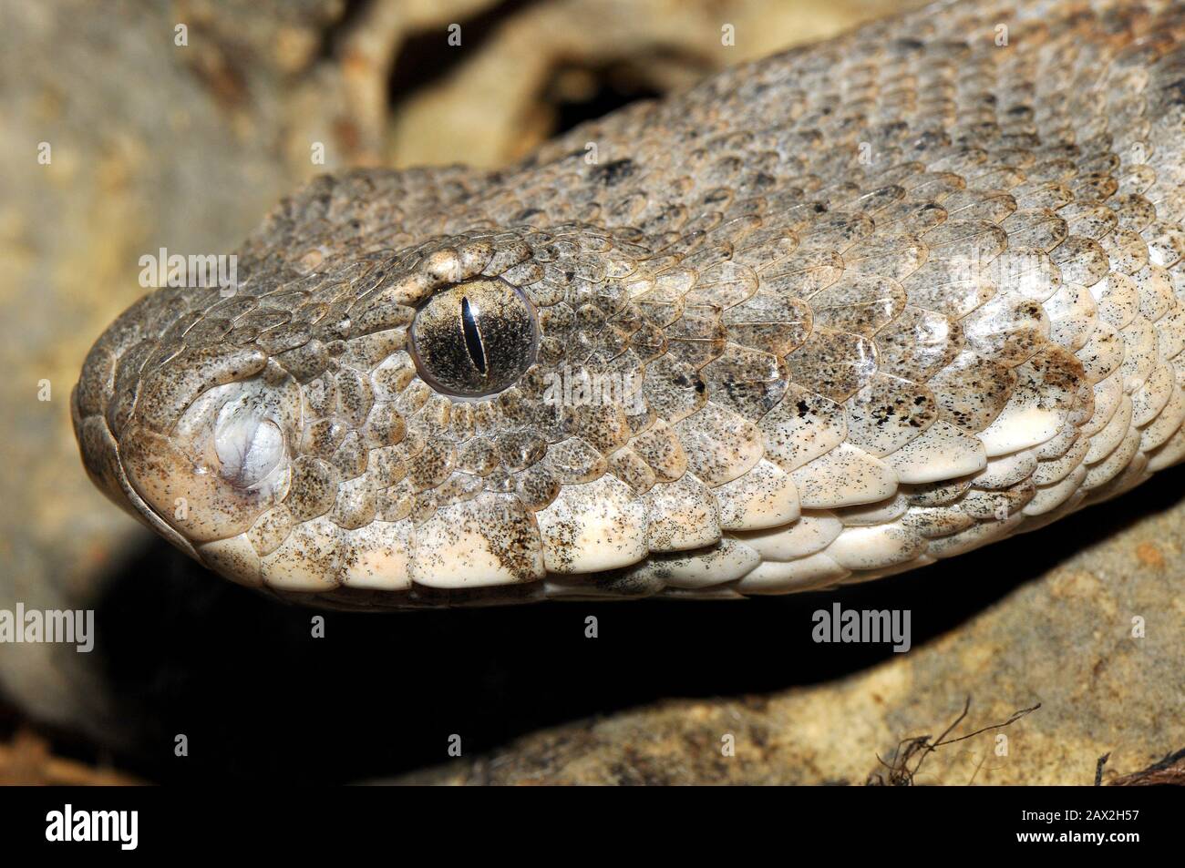 Levanteotter, Macrovipera lebetina, Levantei vipera Stockfoto