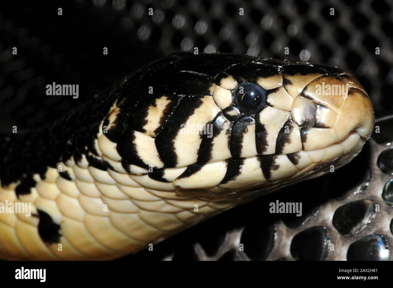 Waldkobra, schwarze Kobra, schwarz-weiß-lippige Kobra, Schwarzweiße Hutschlange, Naja melanoleuca, erdei kobra Stockfoto
