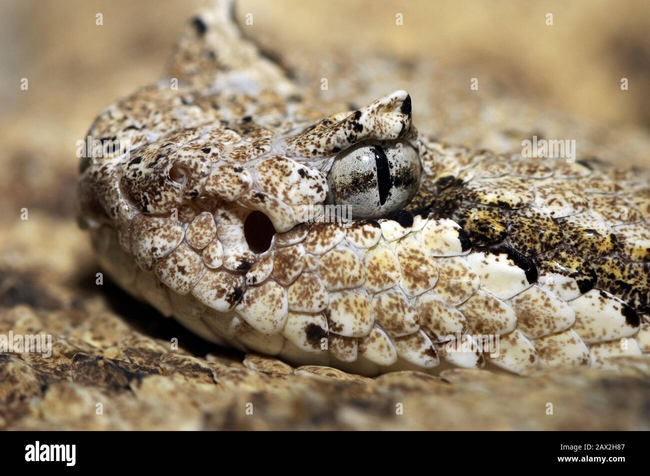 Gehornte klapperschlange Fotos und Bildmaterial in hoher Auflösung