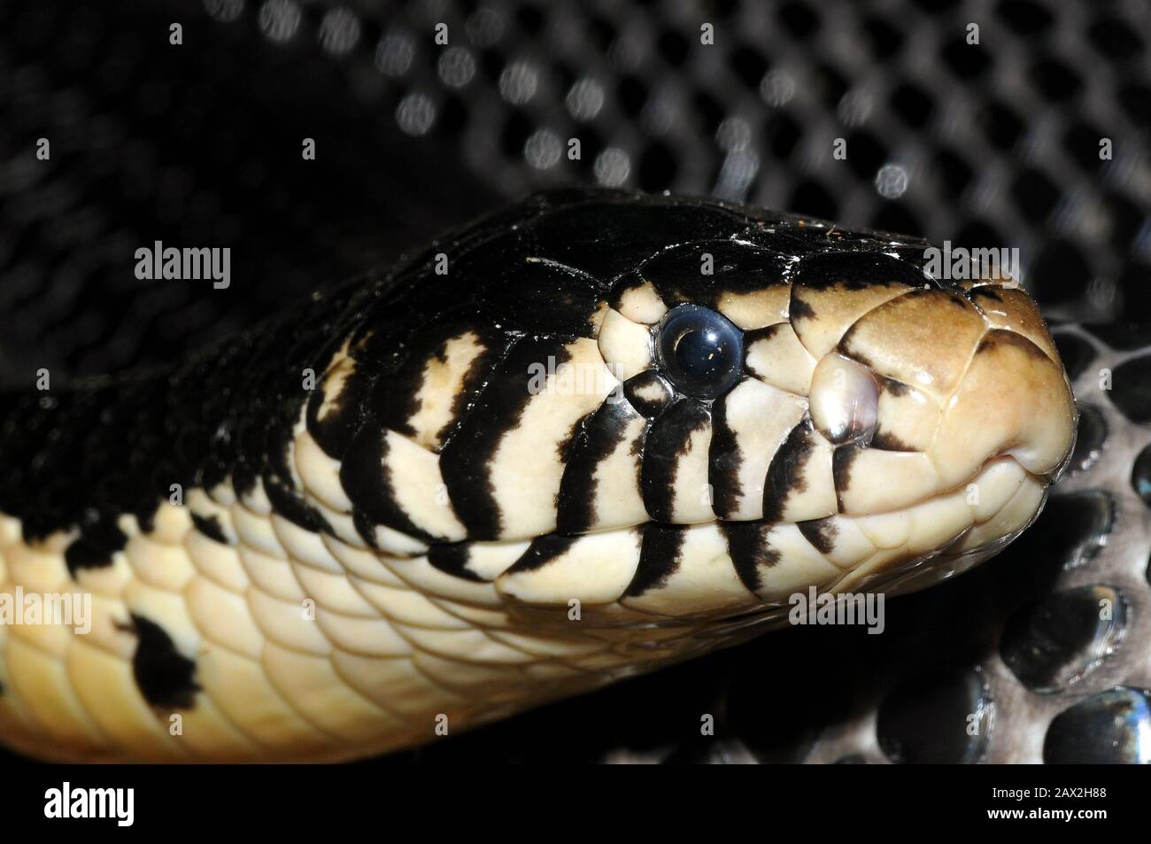Waldkobra, schwarze Kobra, schwarz-weiß-lippige Kobra, Schwarzweiße Hutschlange, Naja melanoleuca, erdei kobra Stockfoto
