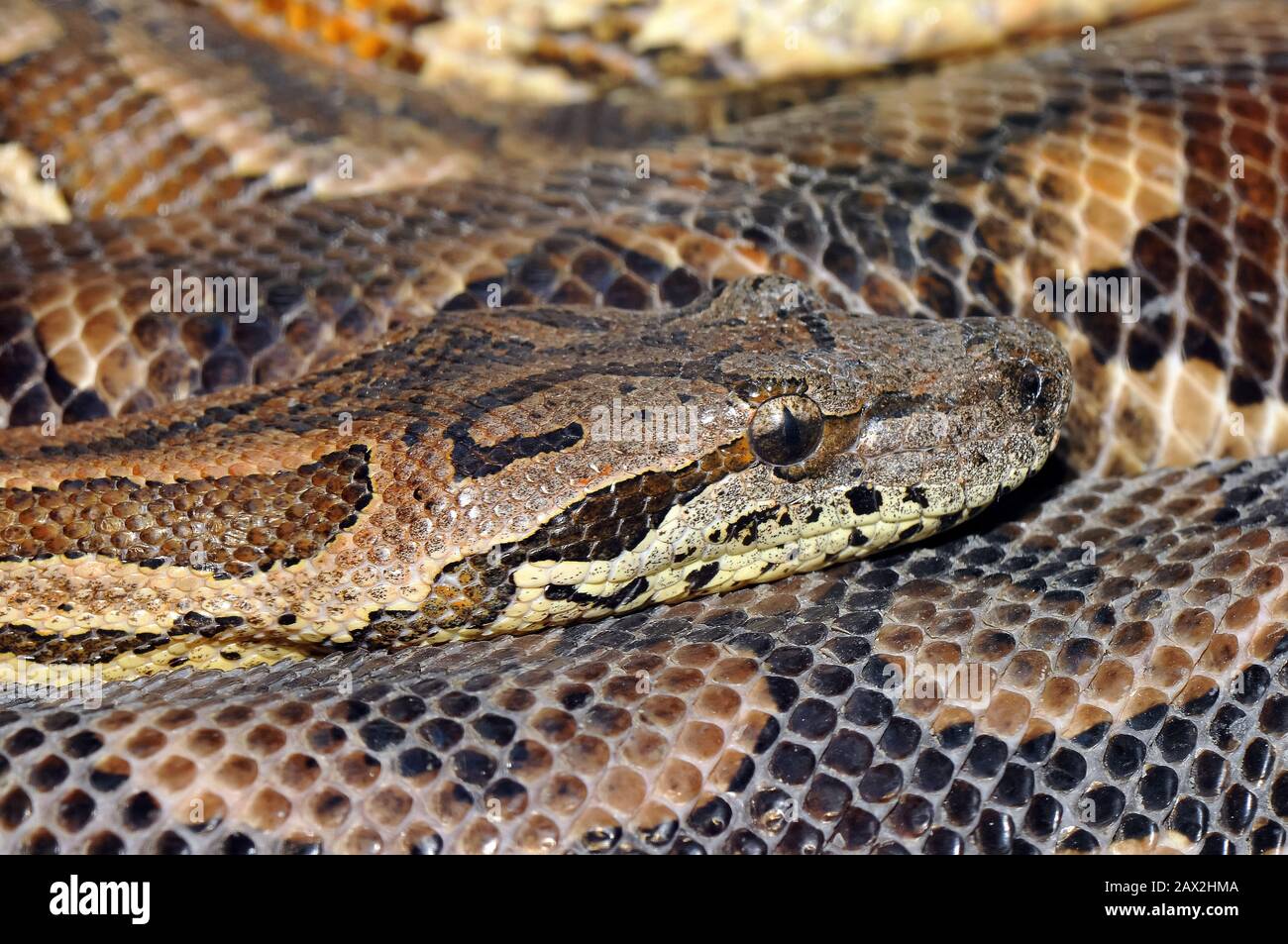 Dumerils Boa, Madagassa Ground Boa, Südliche madagkarboa, Acrantophis dumerili Stockfoto