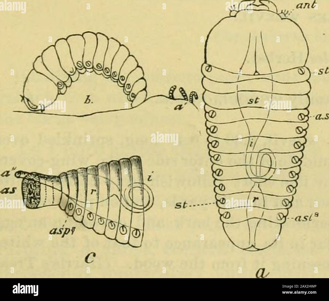 Fünfter Bericht der United States Entomological Commission, einer überarbeiteten und erweiterten Ausgabe des Bulletin NO7 über Insekten, die Wald- und Schattenbäume schädigen . nt und der Knopf an der Spitze, der wie ein Ei geformt ist, und ist durch Querlinien in vier kurze Gelenke unterteilt. Seine Schäfte haben auch nur feine Zecken entlang ihrer Oberkante nahe der Spitze, anstelle der groben sägenartigen Zähne, die bei dem vorangehenden Insekt seenartig sind. Sie gehört damit zur Gattung Hylastes ofErichson. (Fitch.) Ich habe mehrere MD-Käferarten gefunden, diese Art (identifiziert durch Dr.Horn) unter der Rinde eines w Stockfoto