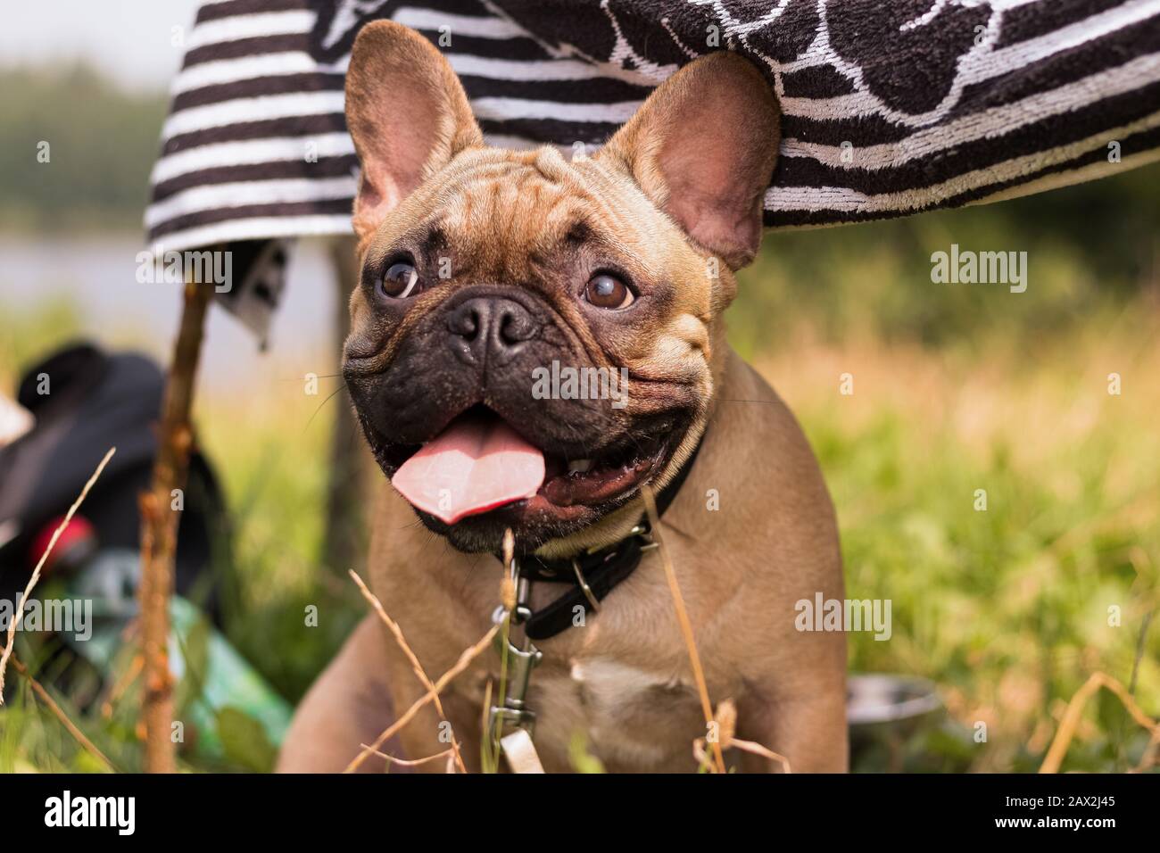 Ein buddha-welpe in der Natur, mit seiner Zunge hängend aus. Stockfoto