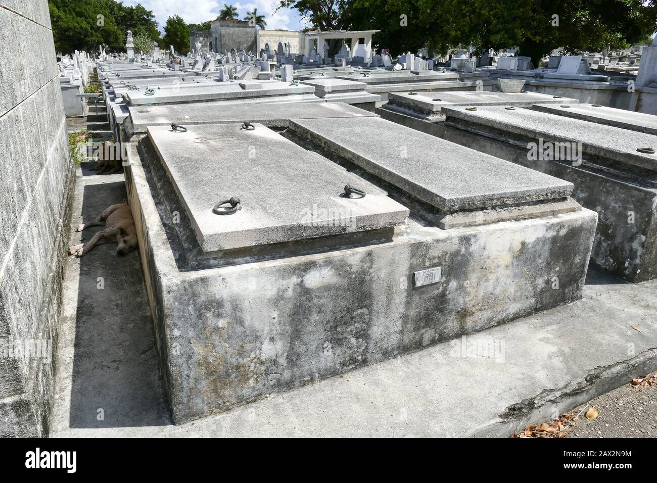 Hunde im Schatten der Gräber auf dem Friedhof in Christopher in Havanna. Der Kolumbus-Friedhof ist eine in Kuba gelegene Nekropole im El Vedado distr Stockfoto