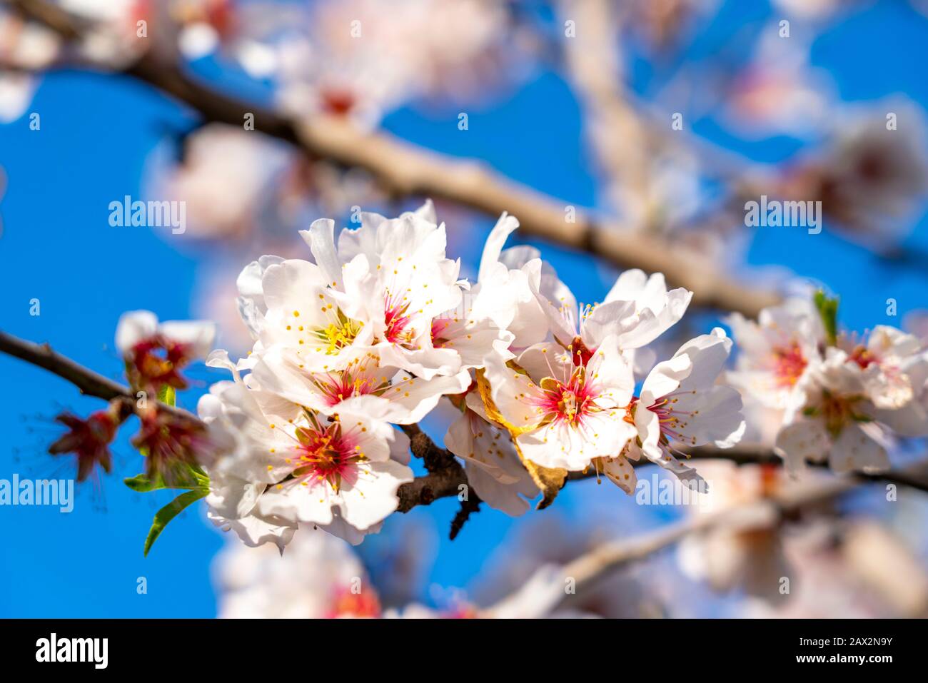 Mandelblüten auf Mallorca, von Januar bis März blühen viele hunderttausende Mandelbäume auf den Balearen, in der Nähe von Bunyola, Mallorca, Sp Stockfoto