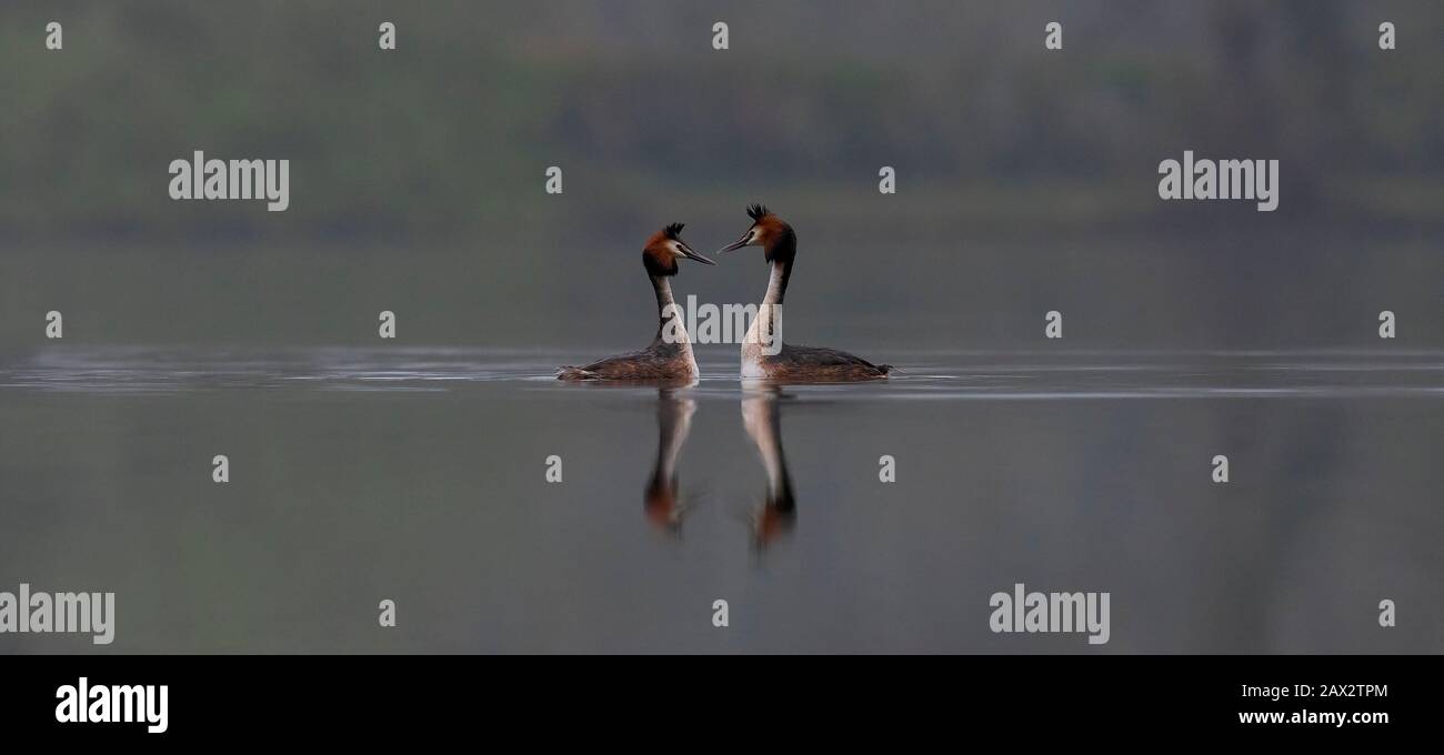 Großartige Crested Grebes - Anzeige von Podiceps Cristatus-Anzeige für Balz. Stockfoto