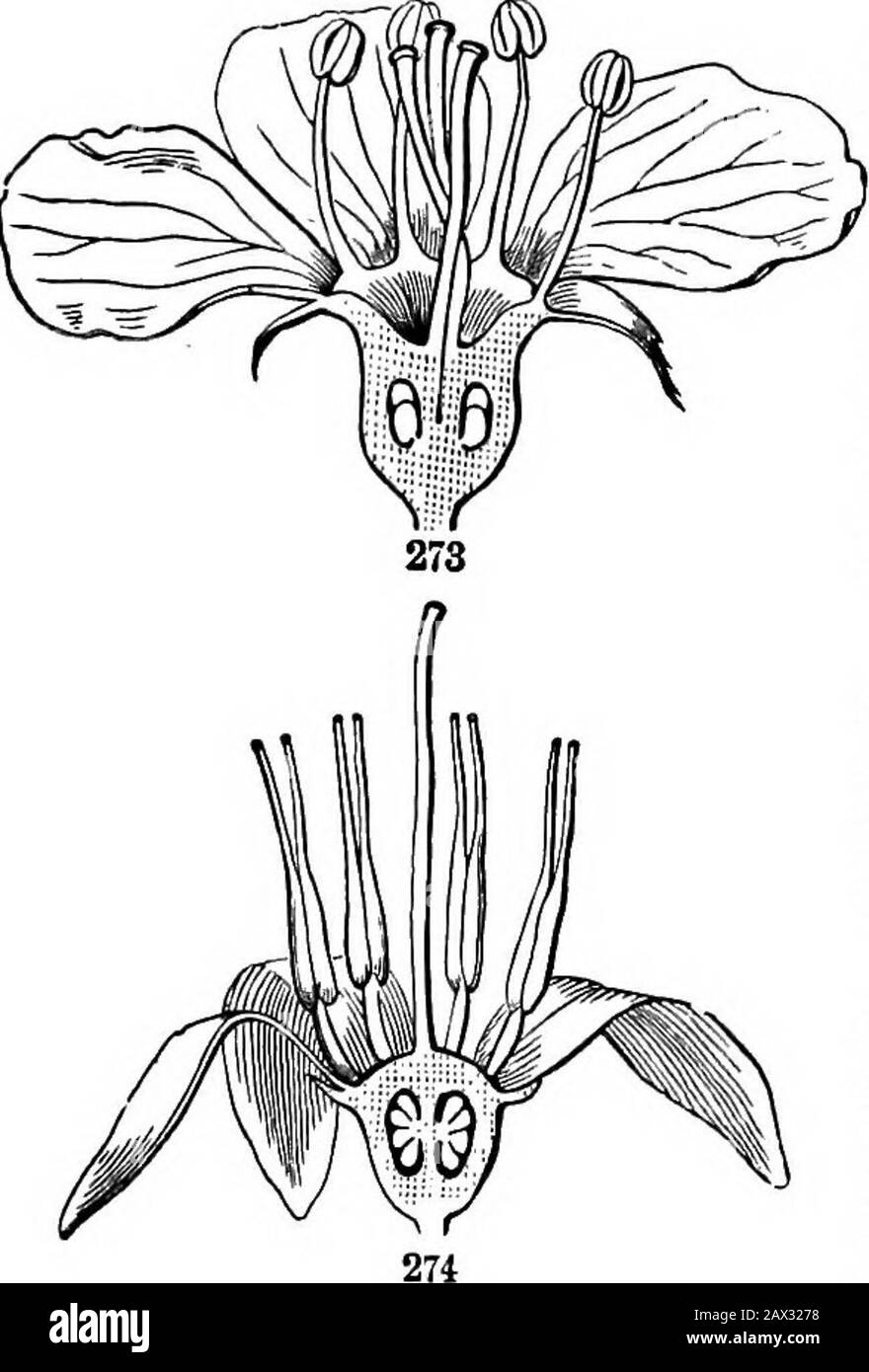 Die Elemente der Botanik für Anfänger und für Schulen . die Prage oder das Blatt, die es unterneigt, und die Achse oder der Stamm, der dieses Brakt oder Blatt trägt. Dies wird in Insektendiagrammen dargestellt (wie in Abb. 275.276) durch einen Querstricher und einen kleinen Kreis für den achsenseitigen Infloreszenzkreis. Jetzt ist die Seite der Blüte, die der Brut die Anterior, oder Inferior, oder Lower Side gegenübersteht;während die Seite neben der Achse thePosterior oder Superior oder Upper Side der Blume ist.274. Also, in der Labiatkrone (Abb. 256-258), die Lippe, die aus drei der fünf Kronblätter besteht, ist die vordere oder untere, Stockfoto