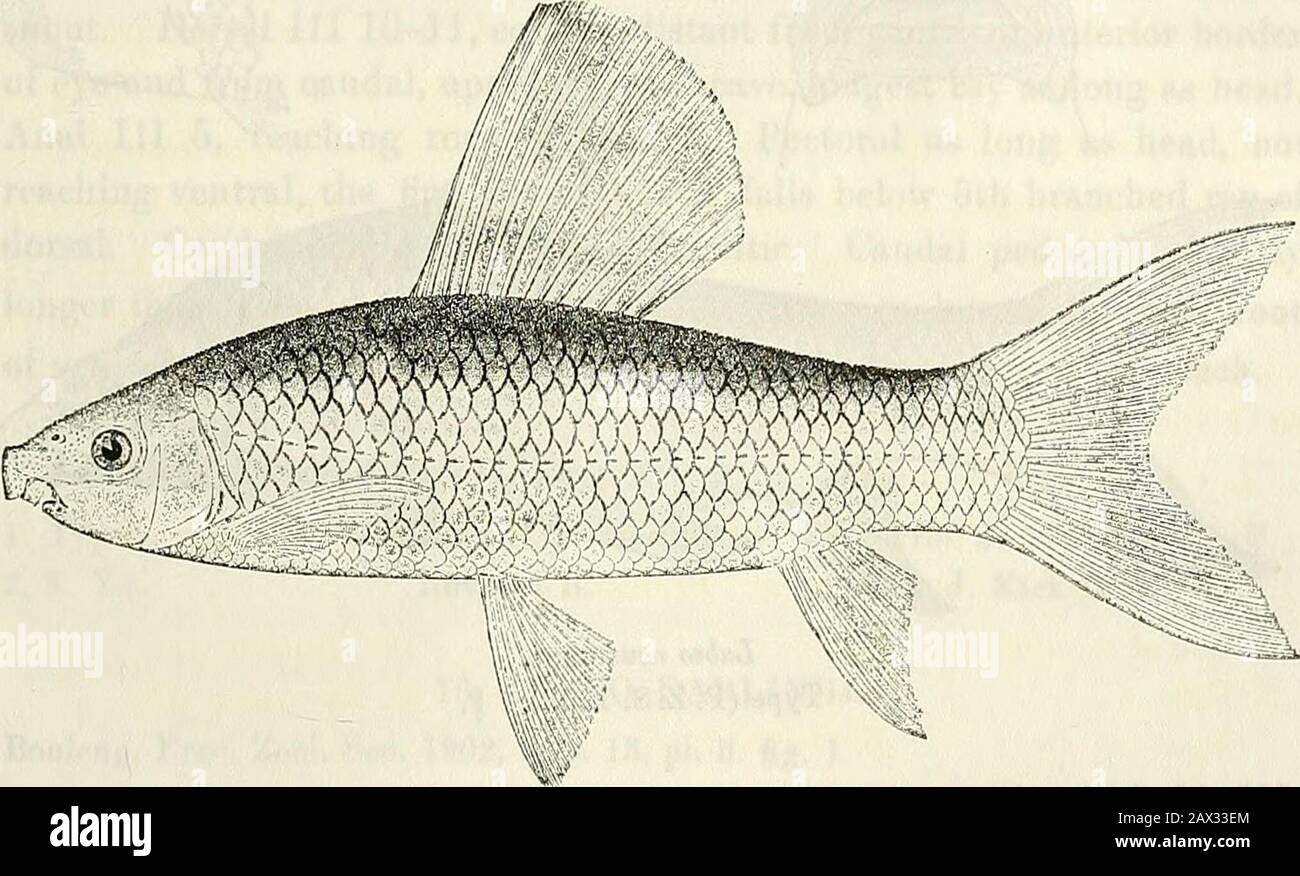 Katalog der Süßwasserfische Afrikas im British Museum (Naturgeschichte) . ) M ) i 15. Ad. Hannek, Dritter Katarakt. )&gt; 1G-23. Hgr. Und YG. Kartum. J. Petherick, Esq. ((!.), 24. Hgr. Sennar, Blauer Nil. L. Loat, Esq. (C.j. 25. Yg. Öffnung des Nein-Sees, Weißer Nil. ;&gt; 26. Hgr. Gondokoro, Bahr-el-Gebel. J. Petherick, Esq. ((!.). 27. Yg. " L. Loat, Esq. (0.). LABEO. 319 28. Ad. 29. Bis 31. Ad. Und YG. 32. Yg. 33. Ad.34-35. Yg.36-41. Yg.42-44. Hgr. & YG.45-46. Hgr. Fajao, Victoria-Nil. McCarthy Id., Gambia. Jebba, Oberer Niger. Mureji, Abo, Lower Niger. Agberi, Benue R., N. von Ibi. Warri, Alt Stockfoto