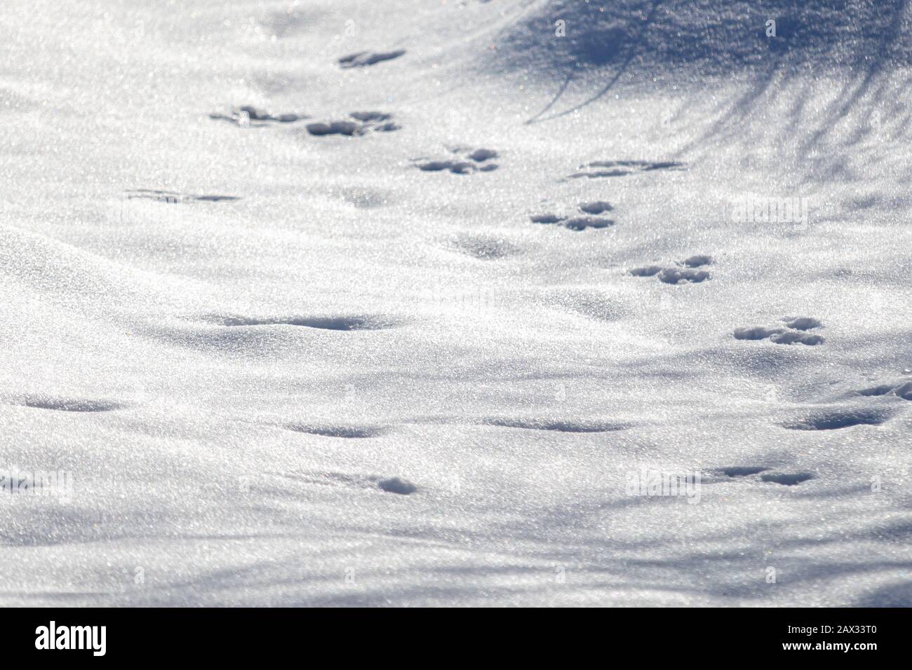 Die Fußabdrücke eines Eichhörnchens werden nach einem Schneefall in frisch gefallenem Schnee aufgedruckt. Das Tier lief in Grenzen über die Winterlandschaft und ging aus Stockfoto