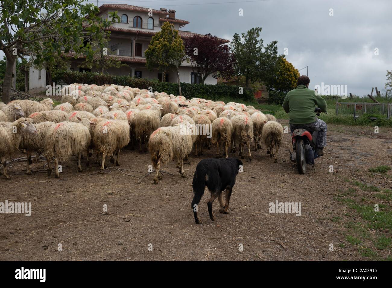 Mann im Motorrad mit Hund, der Schafe im ländlichen Italien hütet Stockfoto