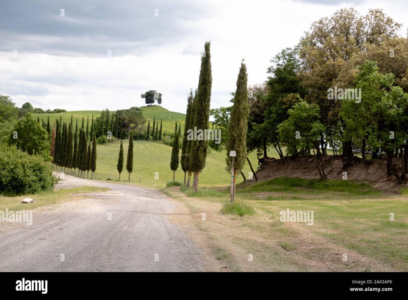 Zypressen gesäumte Straße mit Blick auf die sanften Hügel mit Zypresse Gesäumte Felder und Weinberge Toskana Landschaft an der Via Francigena Trail in der Toskana Stockfoto