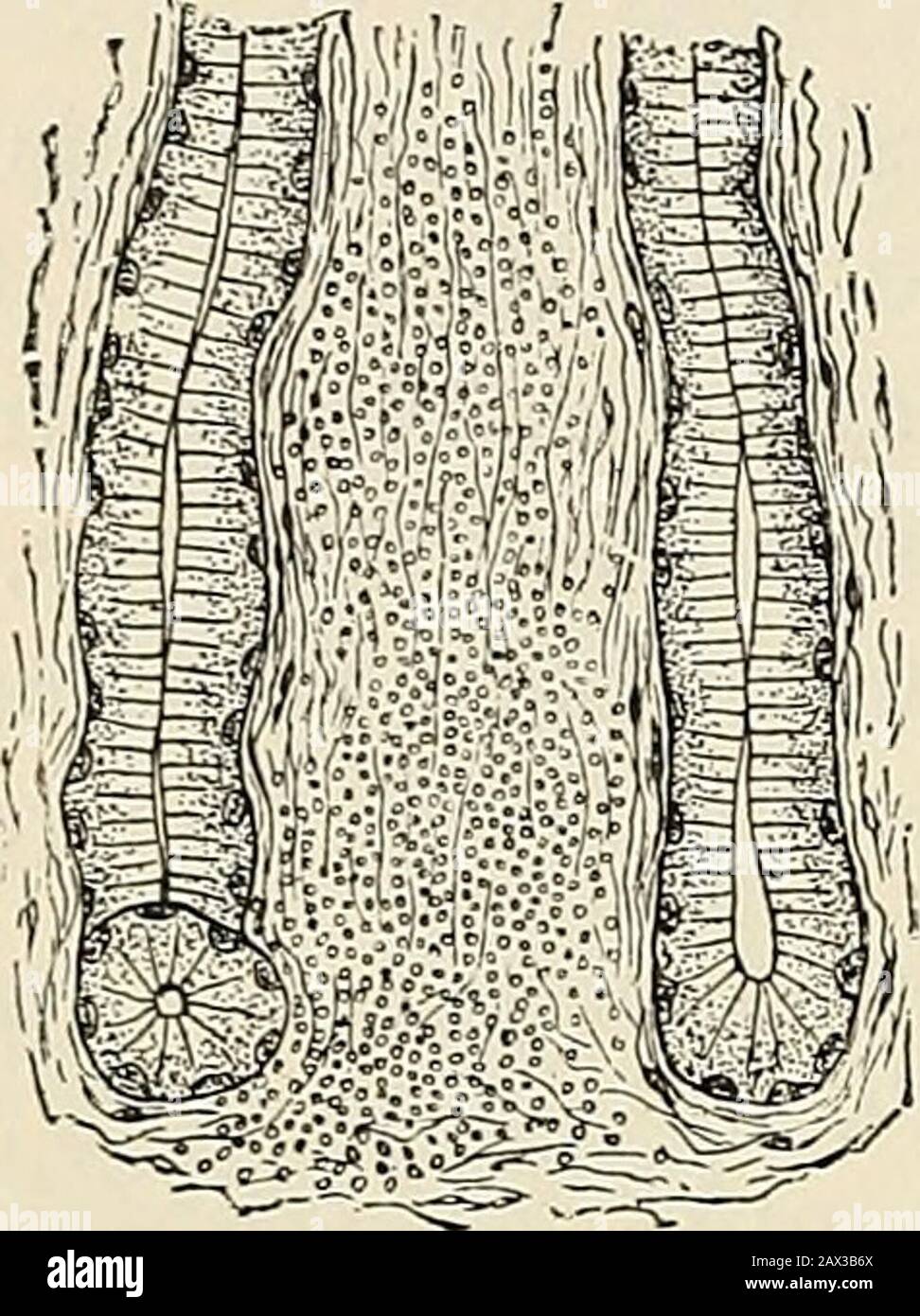 Primäres lymphoides gewebe Fotos und Bildmaterial in hoher Auflösung
