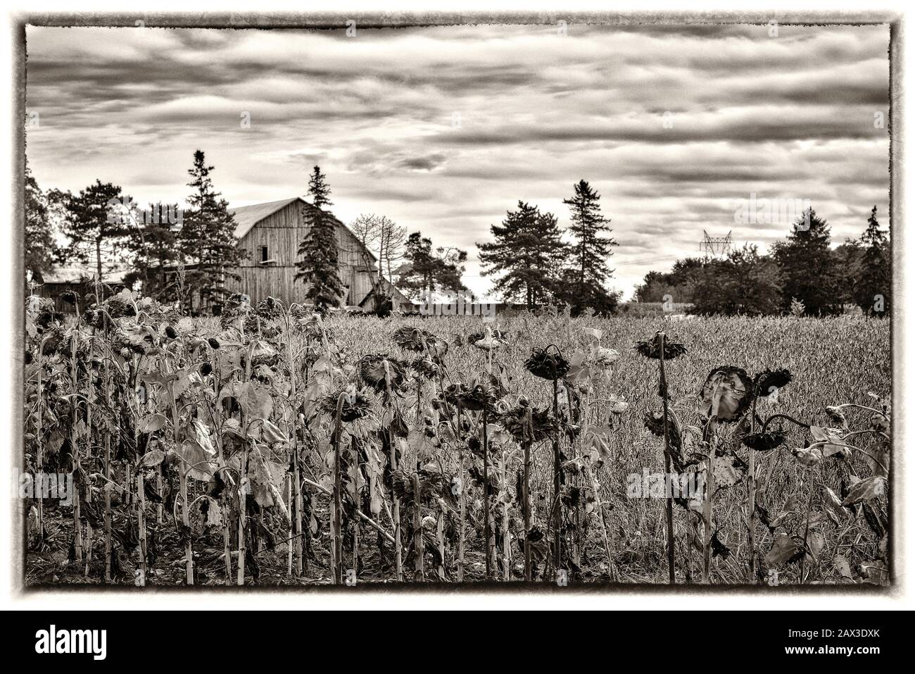 Abgestorbene Sonnenblume auf dem Feld mit Bauernhaus als Hintergrund (B & W) Stockfoto