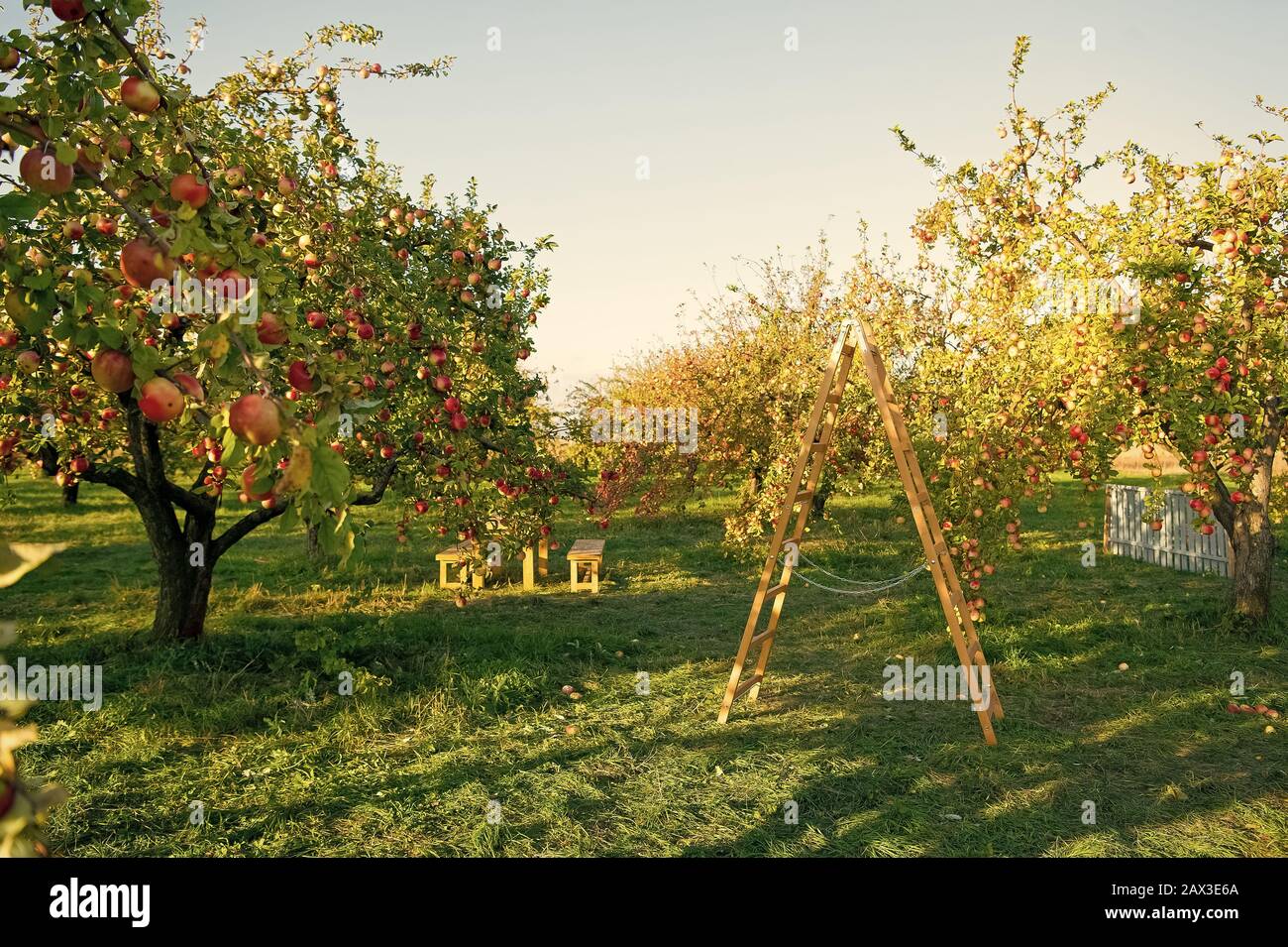 Garten Pflanzen in Morgen zu glauben. Apple Garten. Apple Bäume wachsen in Obst Garten. Garten Bäume an einem sonnigen Tag. Im Garten arbeiten. Obstgarten. Sommer oder Herbst Saison. Die Zeit der Ernte. Stockfoto