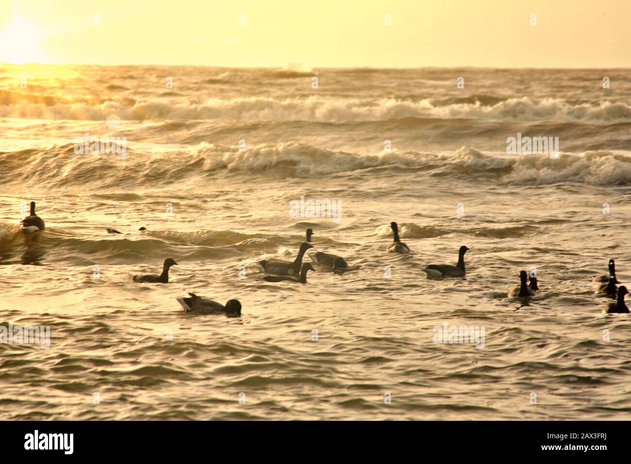 Die kanadagans ist ein großes Wild Goose Arten mit einem schwarzen Kopf und Hals, weißen Wangen, weiß unter seinem Kinn, und einem braunen Körper. Heimisch in Arktis und Stockfoto