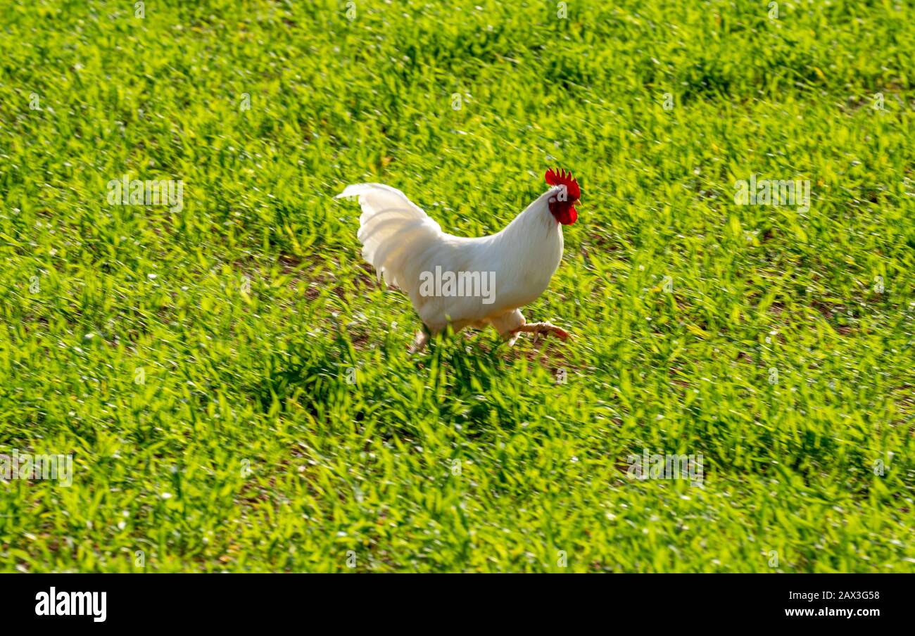Huhn auf einer Wiese, in der Nähe einer Farm, nördlich von Santanyi, Mallorca, Balearen, Spanien, Stockfoto