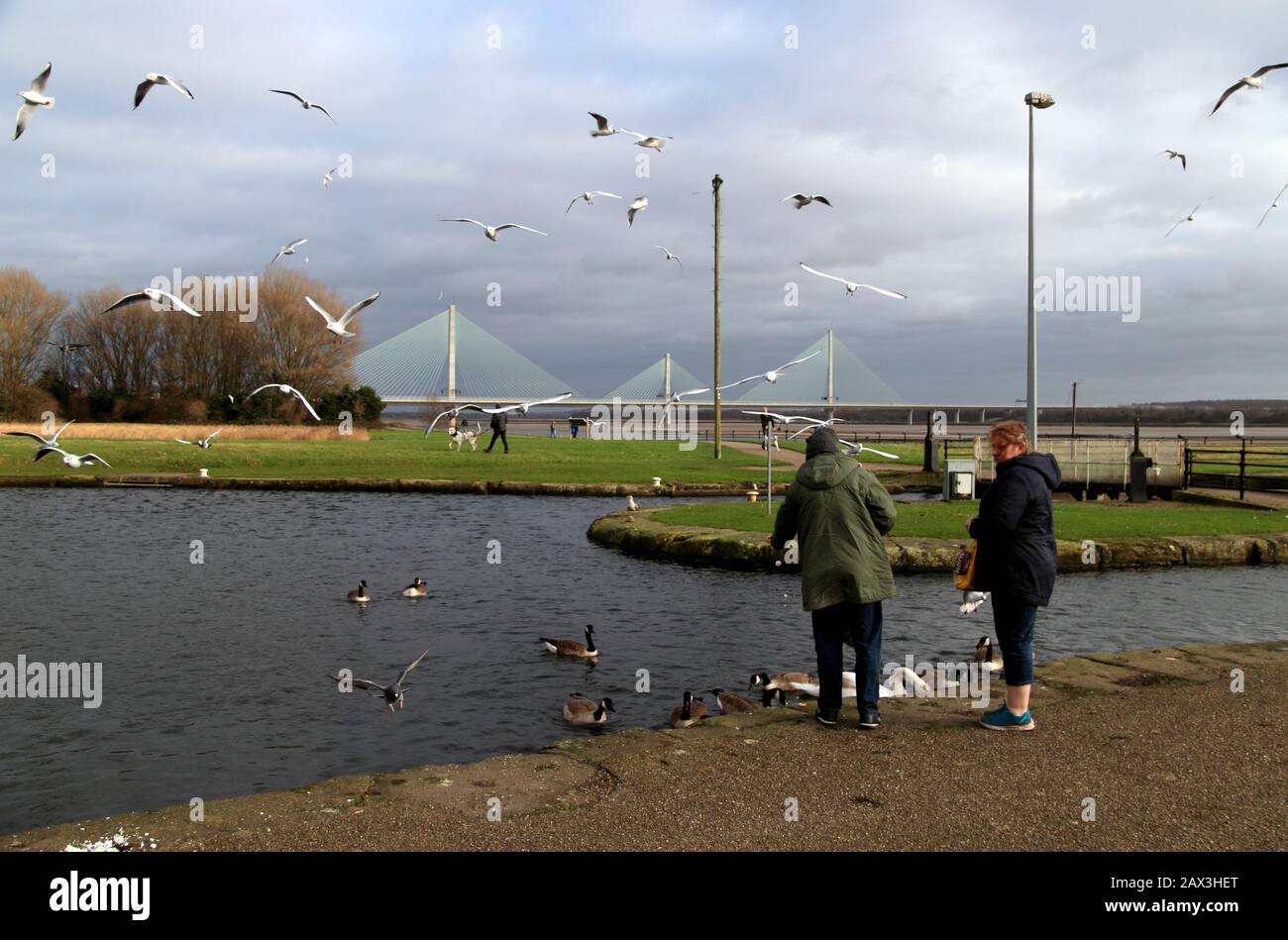 Fütterung der Vögel auf dem Sankey (St Helens) Canal, Spike Island, mit der neuen Mersey Gateway Bridge im Hintergrund, Widnes, Cheshire, Großbritannien Stockfoto