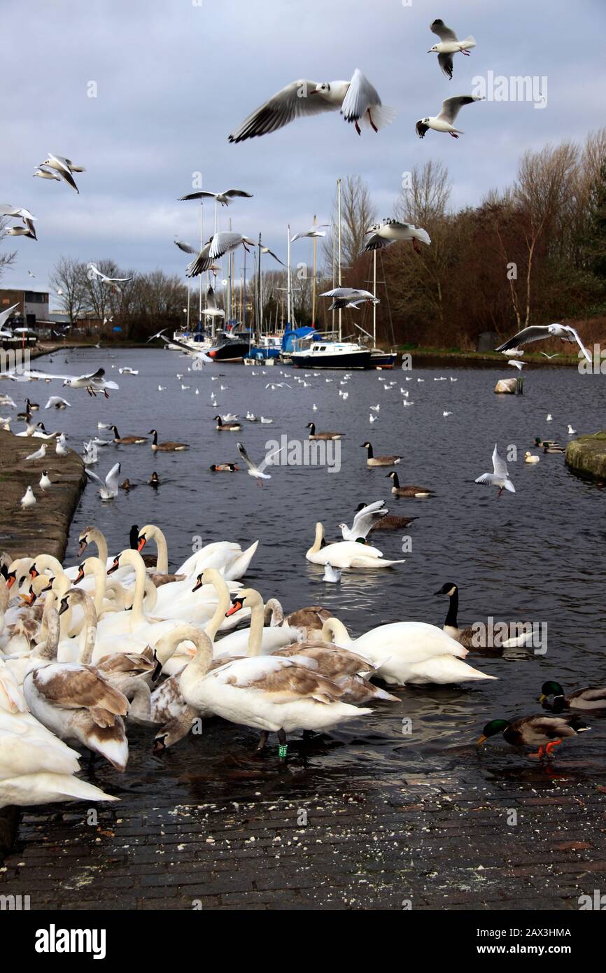 Fütterung der Vögel auf dem Sankey (St Helens) Kanal, Spike Island, Widnes, Cheshire, Großbritannien Stockfoto