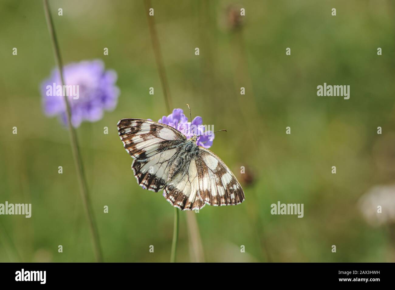 Schön marmoriertes Weiß, melanargia-galathea-Schmetterling Stockfoto