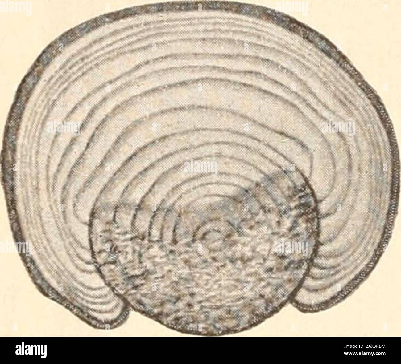 Dansk forstzoologi. Ns Di-strikt) findes Bede med AEdelgraner og enkelte Rødgraner. I 1890, da jeg forste Gang saa disse Planter, var de c. 14 Aargamle, men medens Rodgranerne da var 3-4 Alen hoje, varAEdelgranerne kun c. Kvarterhoje. - Se Heyer i Allg. Forst- u. Jagdzeitung 1865. S. 83. !!M Abb. 12. Røn, nylig fejet af Raavildt. Man ser, hvorledes Barken haenger i Laser paa det fejede Parti af stammen; nogle Steder er kun den yderste Del af Barken fejet af (de morkere Partier). - Omtr. ^/s. I6 Pattedyr. Ningen i hele stammens Omfang og Traeet gaar ud (ovenfor detskrabede Sted). Blever Barken sidd Stockfoto