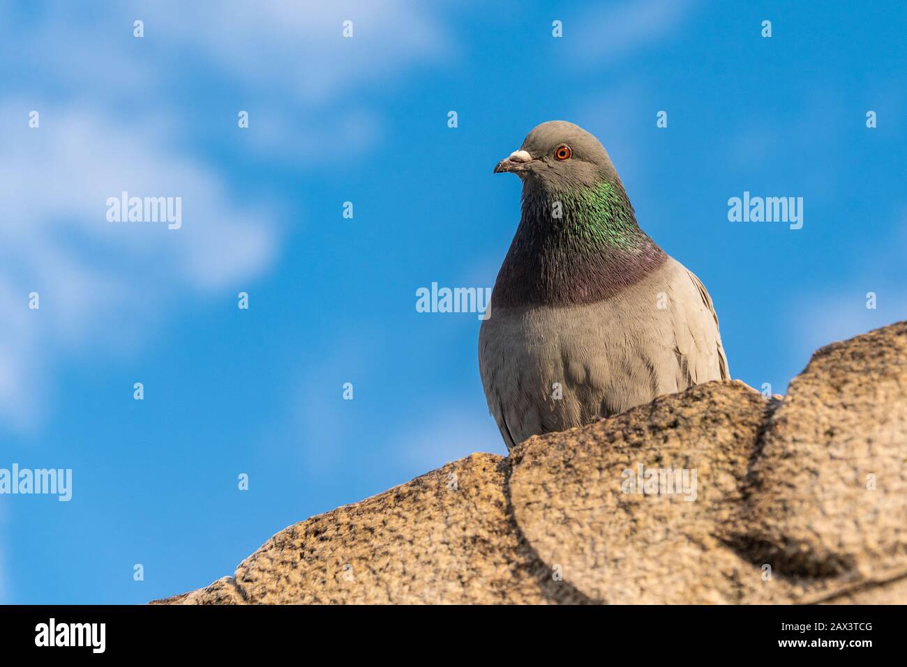 Taube, die mit weißen Wolken auf einer Steinwand gegen den blauen Himmel sitzt. Stockfoto