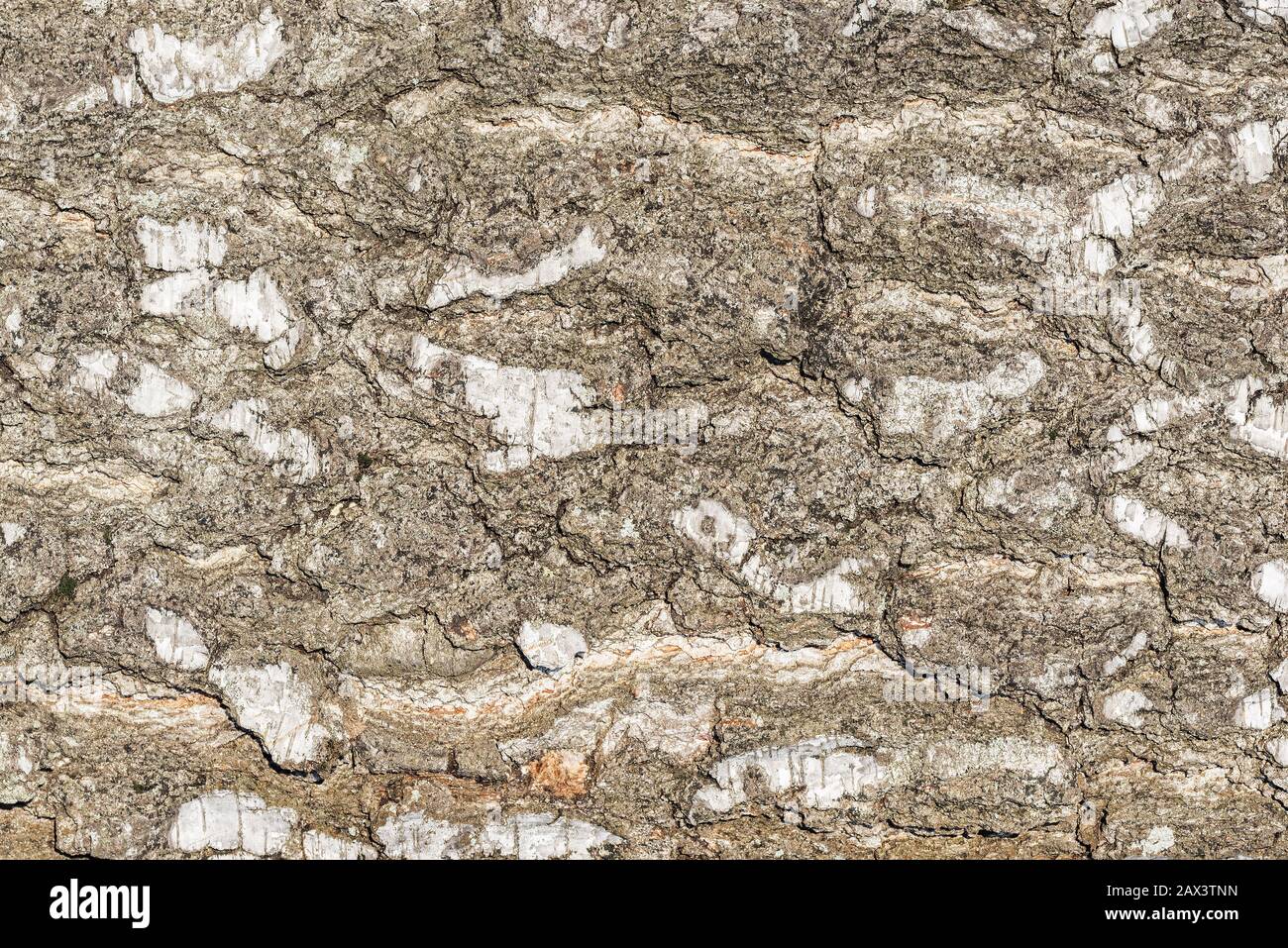 Baumrindentextur aus Birken. Oberfläche des Baumstamms. Stockfoto